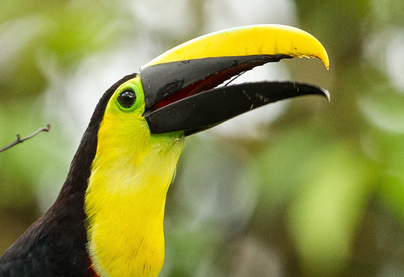  Chestnut-mandibled Toucan (Black-manibled Toucan) 