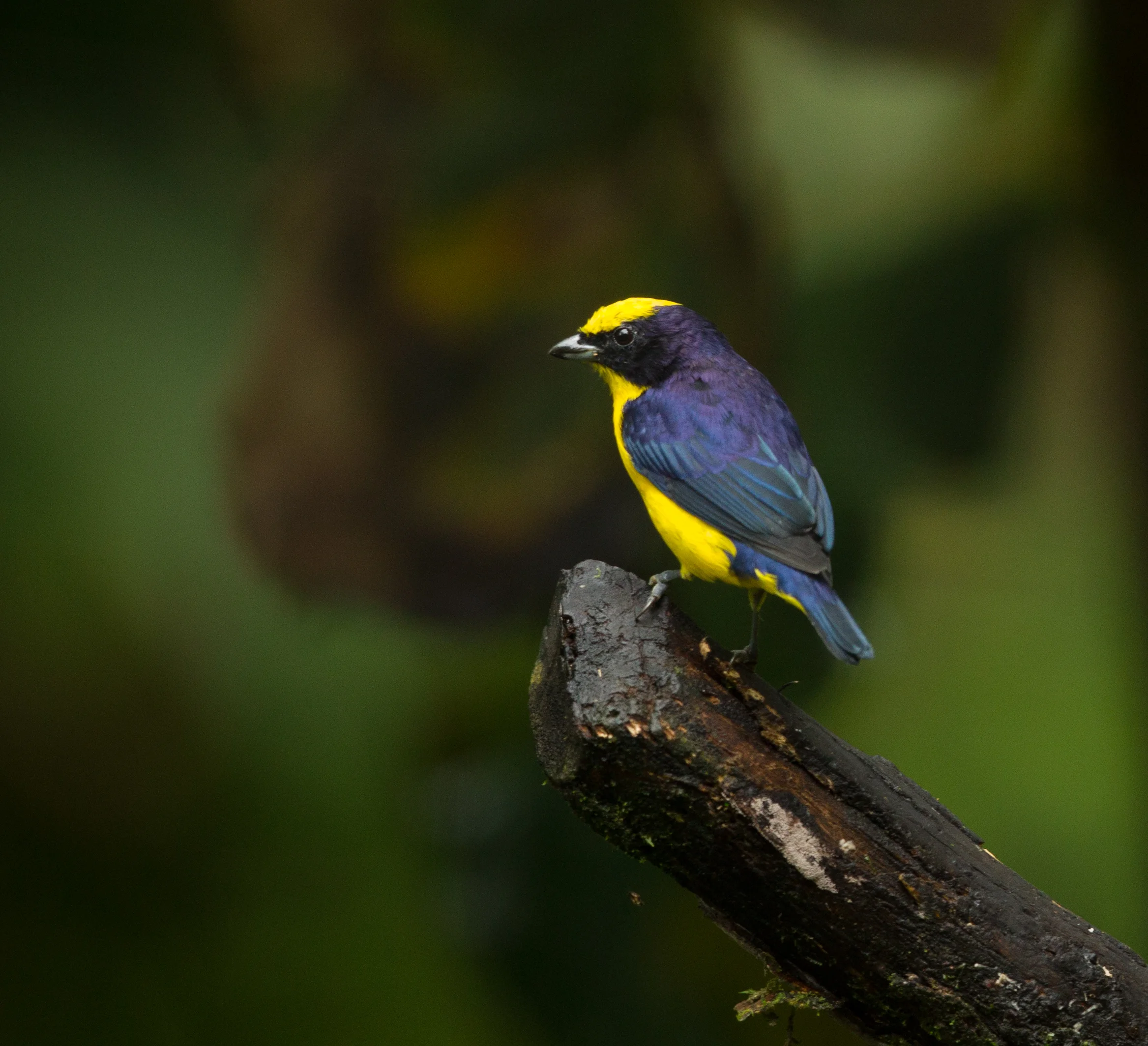  Fulvous-vented Euphonia (m) 