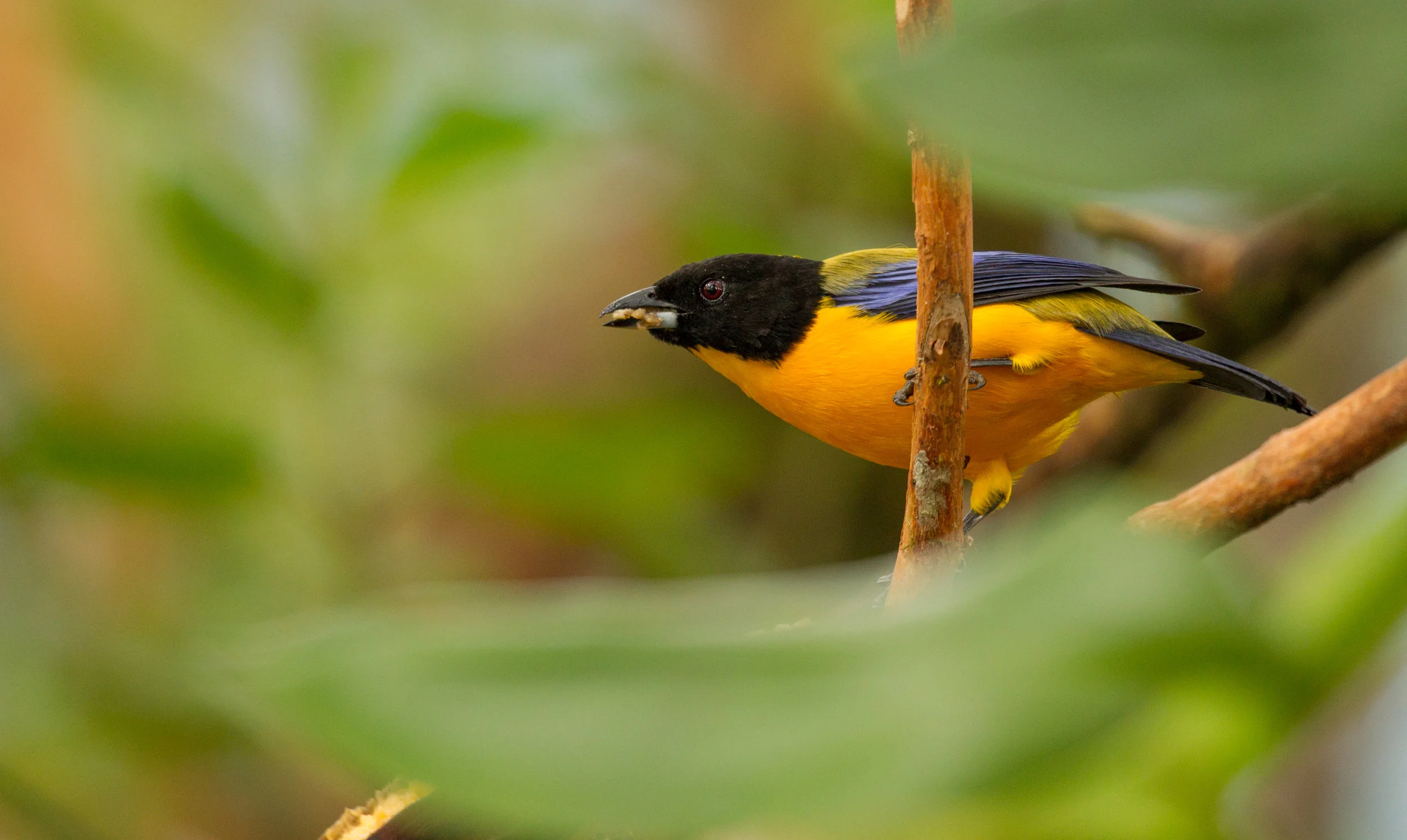  Black-chinned Mountain Tanager 