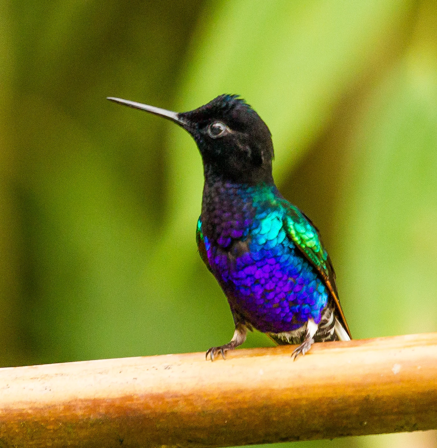  Velvet-purple Coronet Hummingbird 