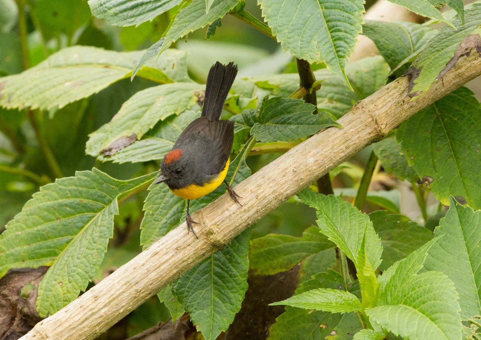  Spectacled Whitestart 