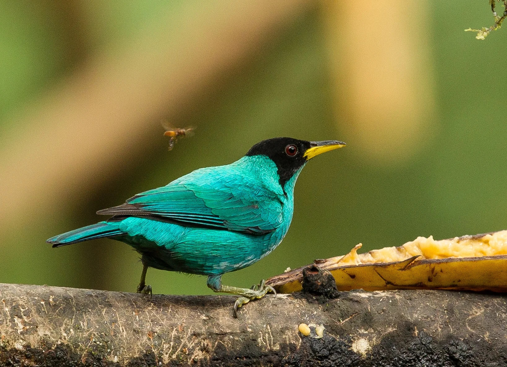  Green Honeycreeper plus one bee. 