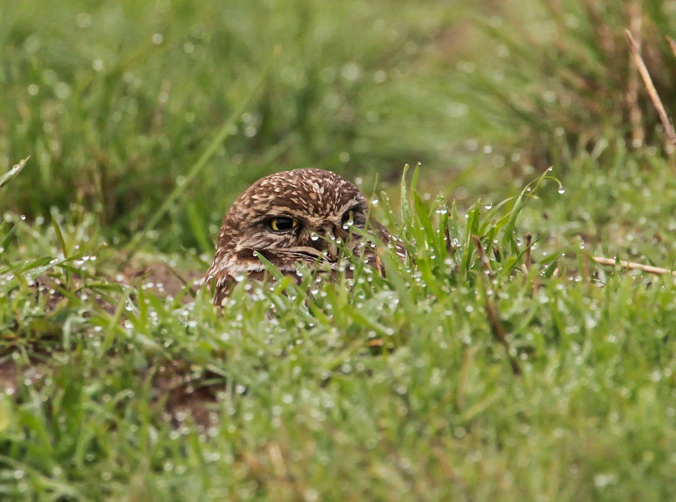  Burrowing Owl, Bolsa Chica.&nbsp; 
