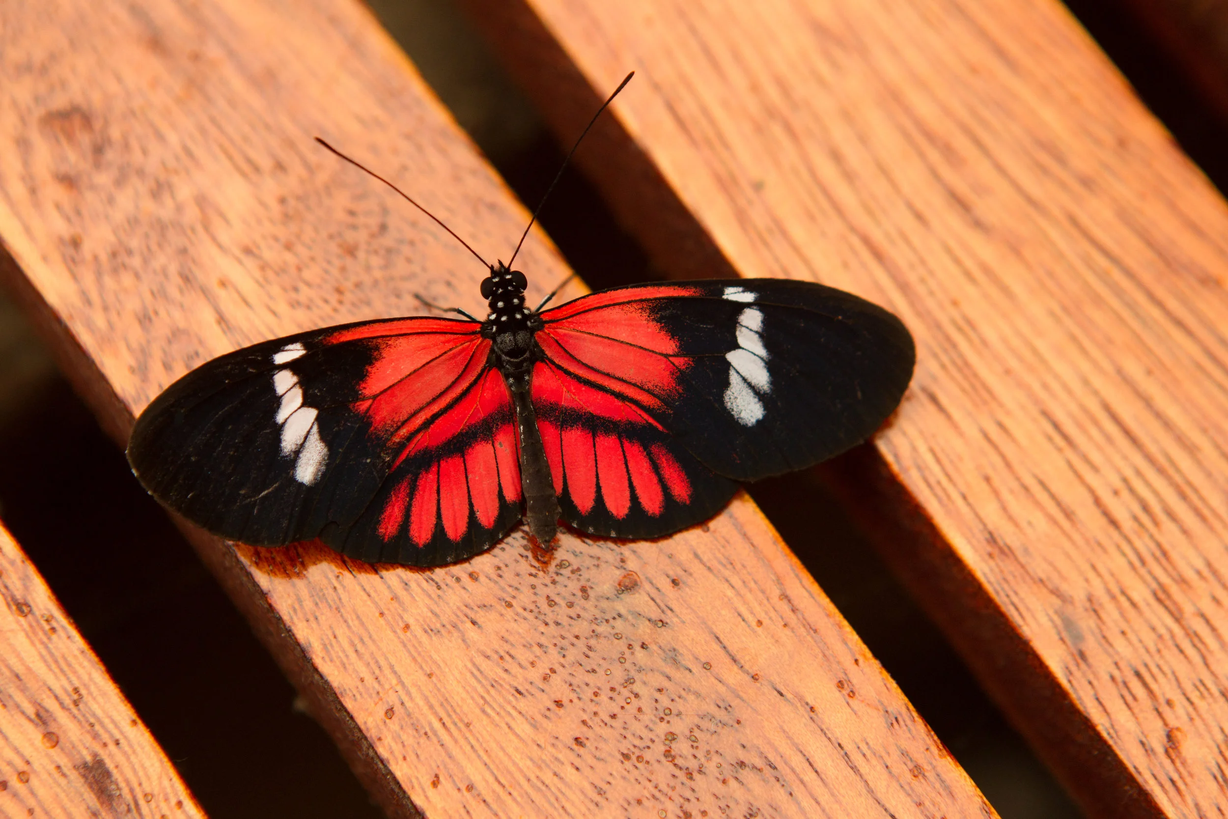  Ecuador Butterfly Farm 