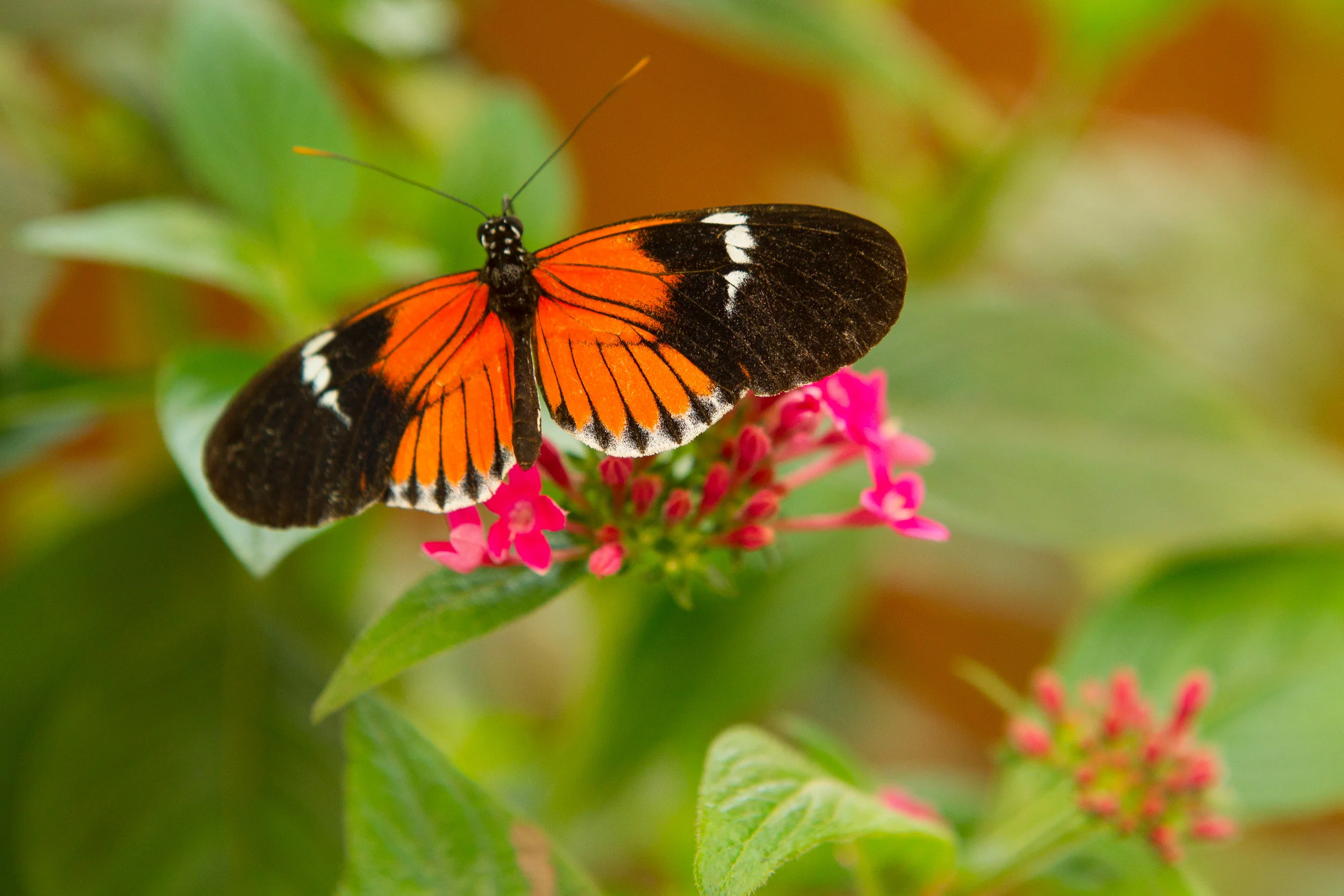  Ecuador Butterfly Farm 