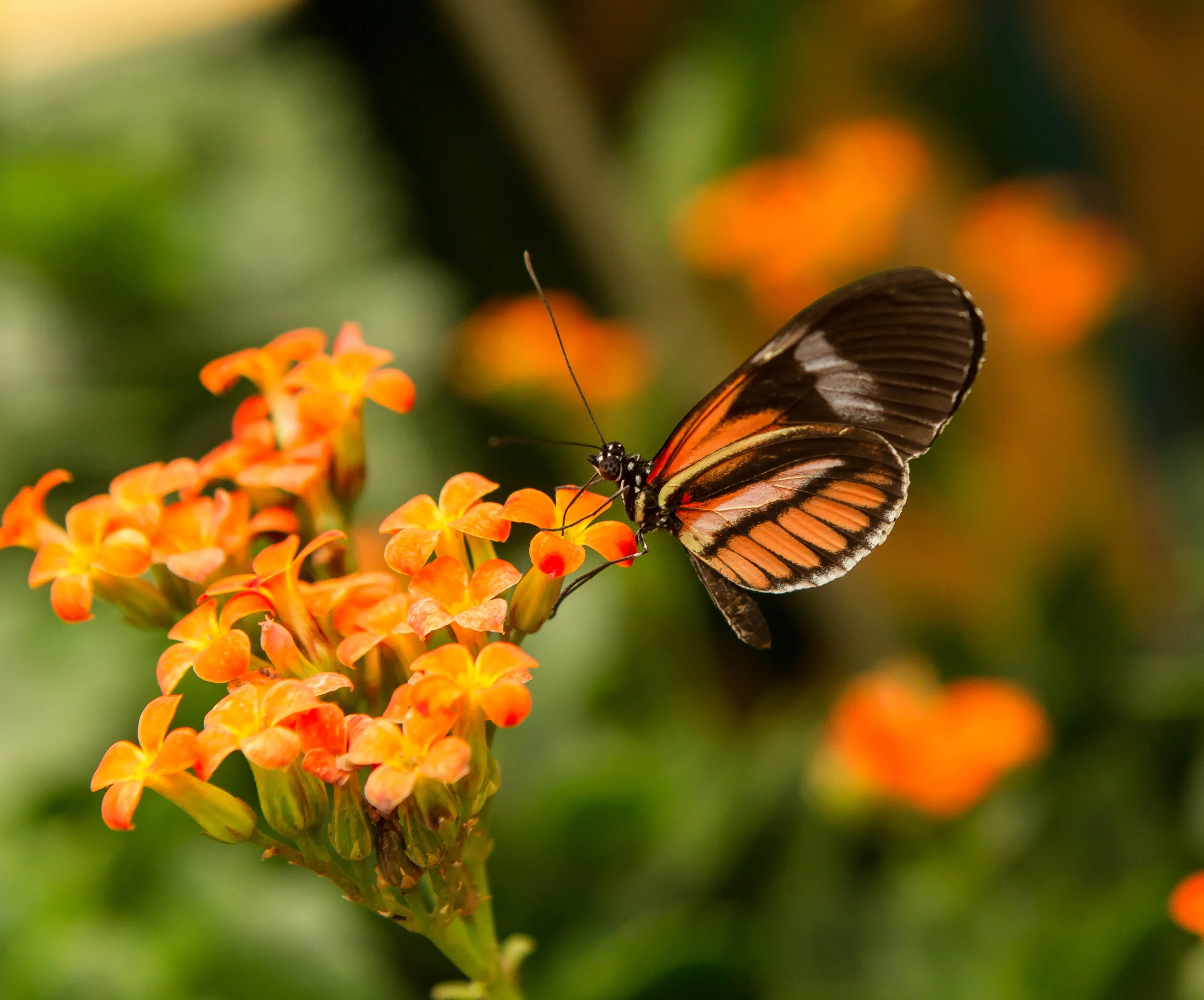  Ecuador Butterfly Farm 