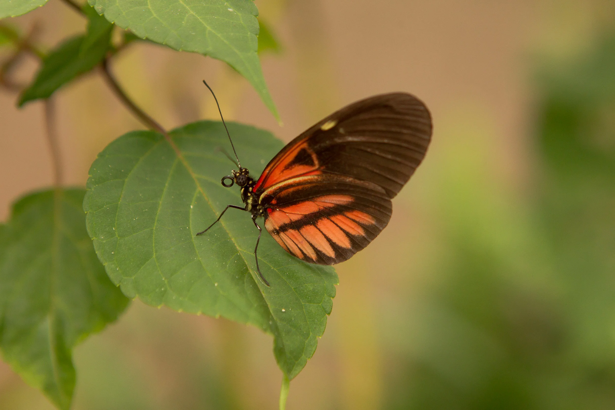  Ecuador Butterfly Farm 