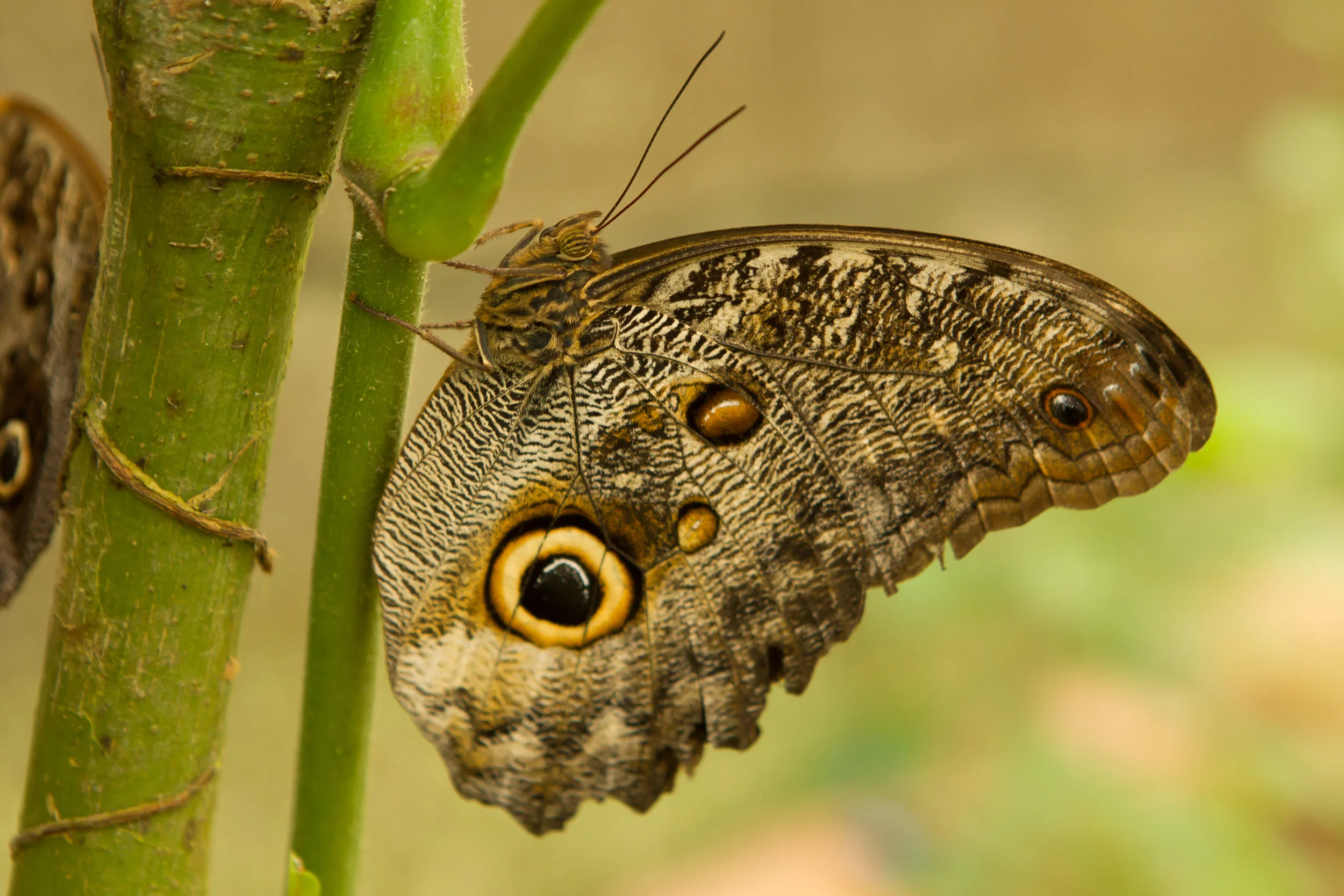  Great Owl Butterfly. Ecuador Butterfly Farm 