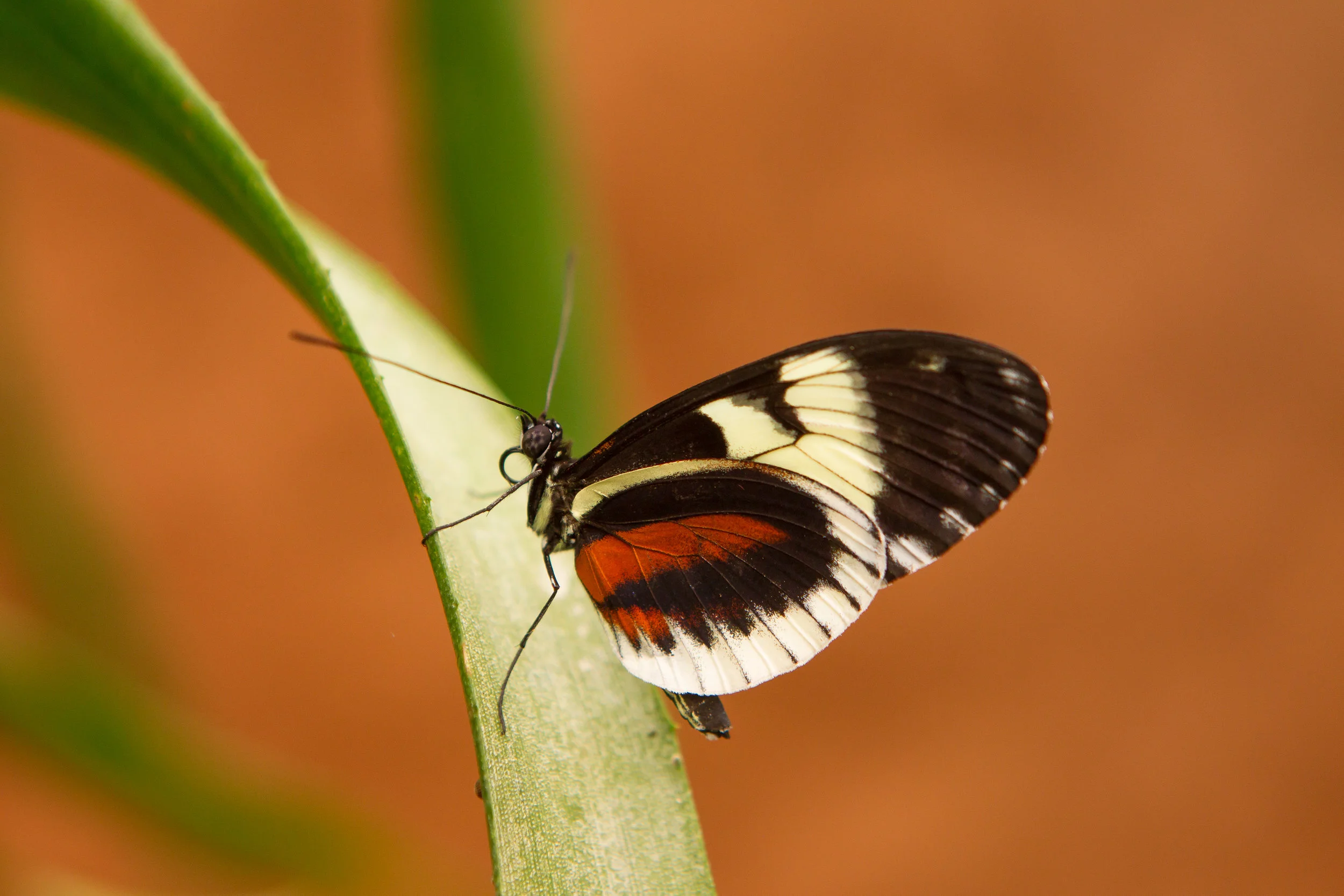  Ecuador Butterfly Farm 