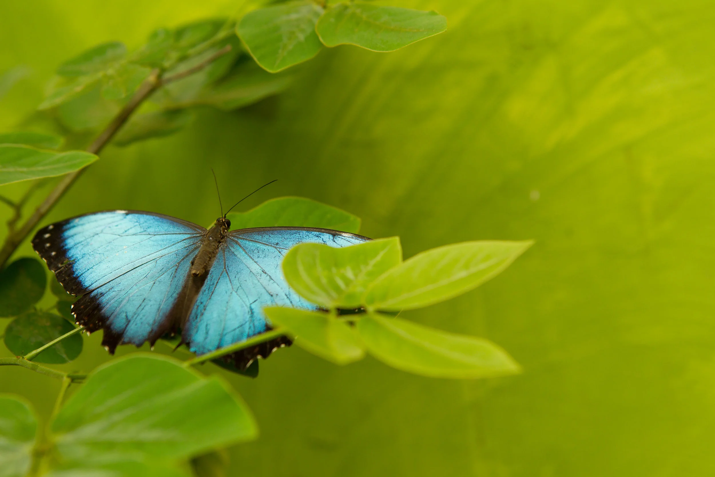  Blue Morpho, Panama 