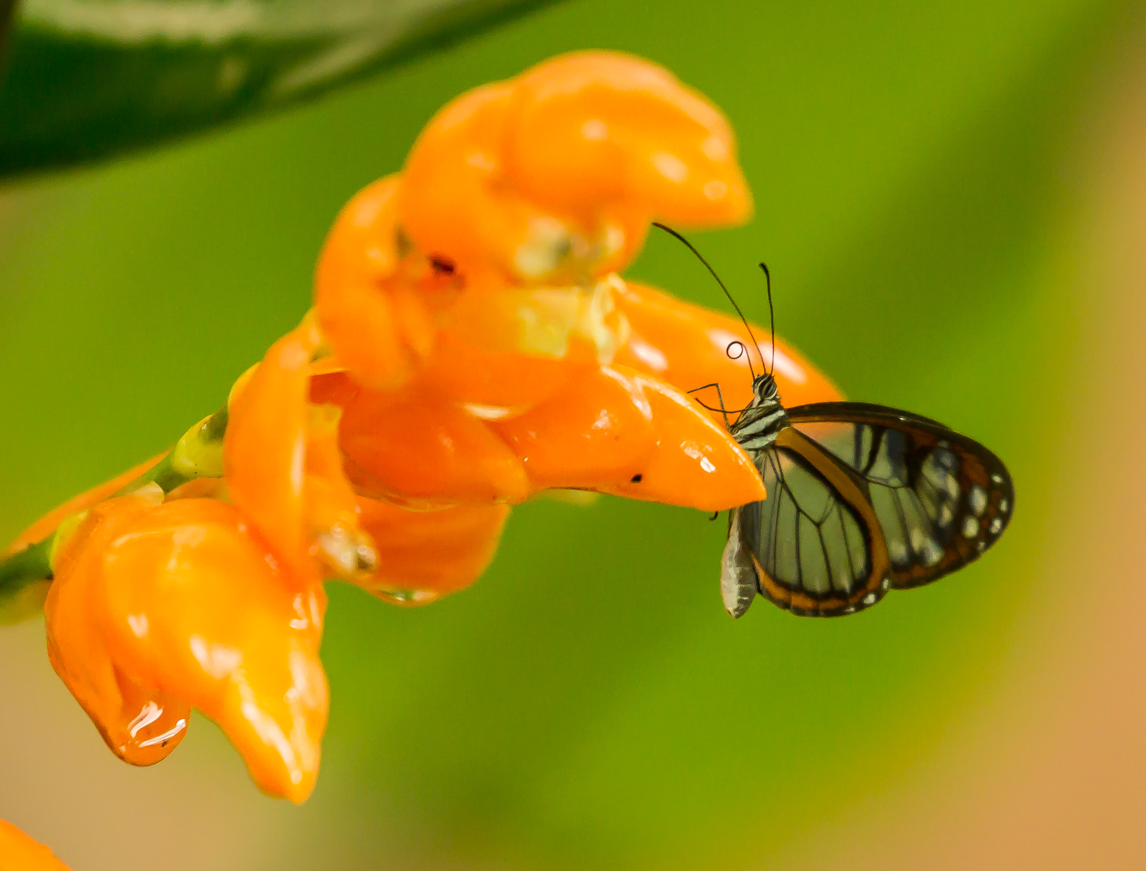  &nbsp;Ecuador. A "clearwing"&nbsp; butterfly. &nbsp;Check his wings, they are "see thru". &nbsp;Several different &nbsp;kinds of tropical butterflies have developed this appearance. 