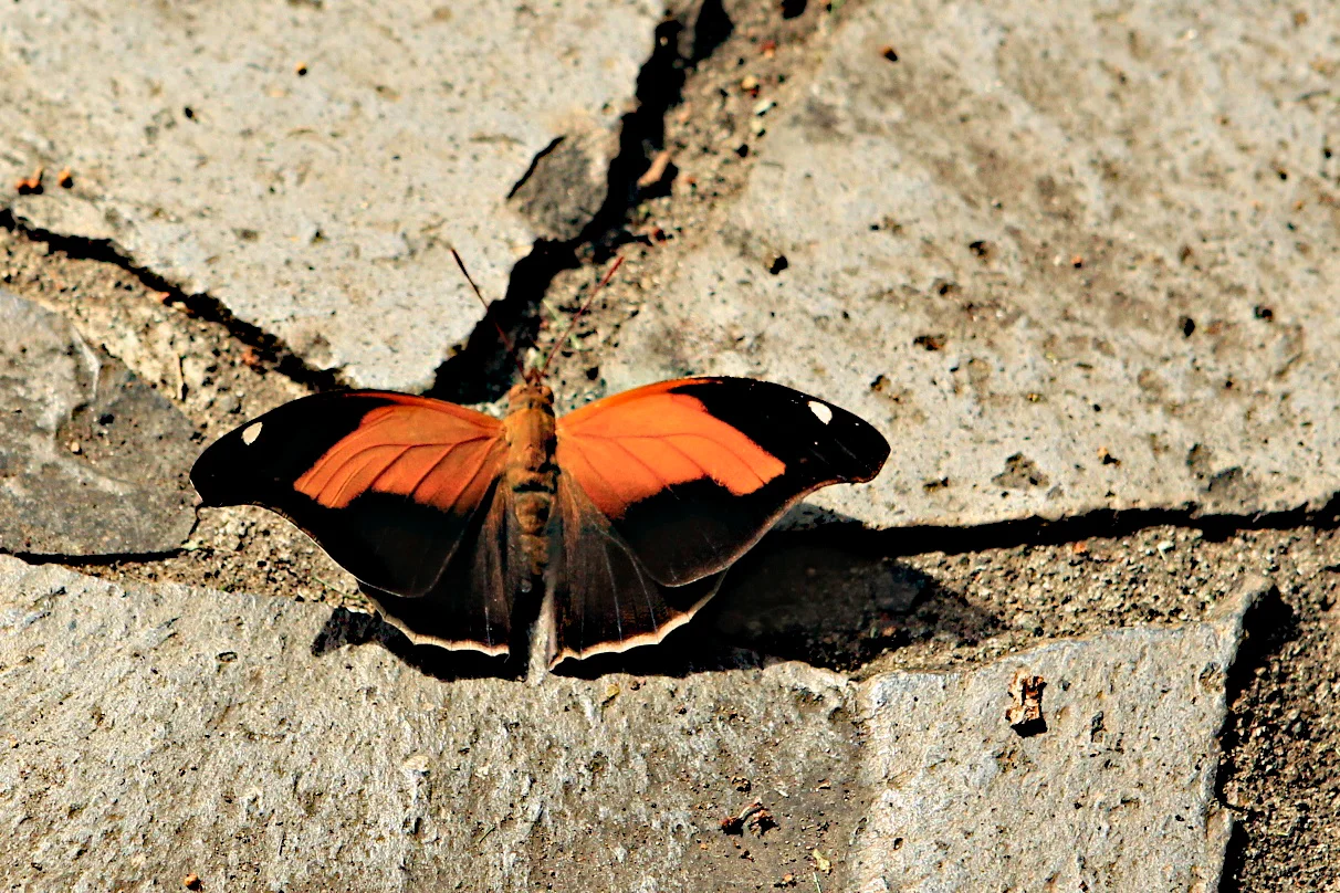  Dione Juno Butterfly, Ecuador 