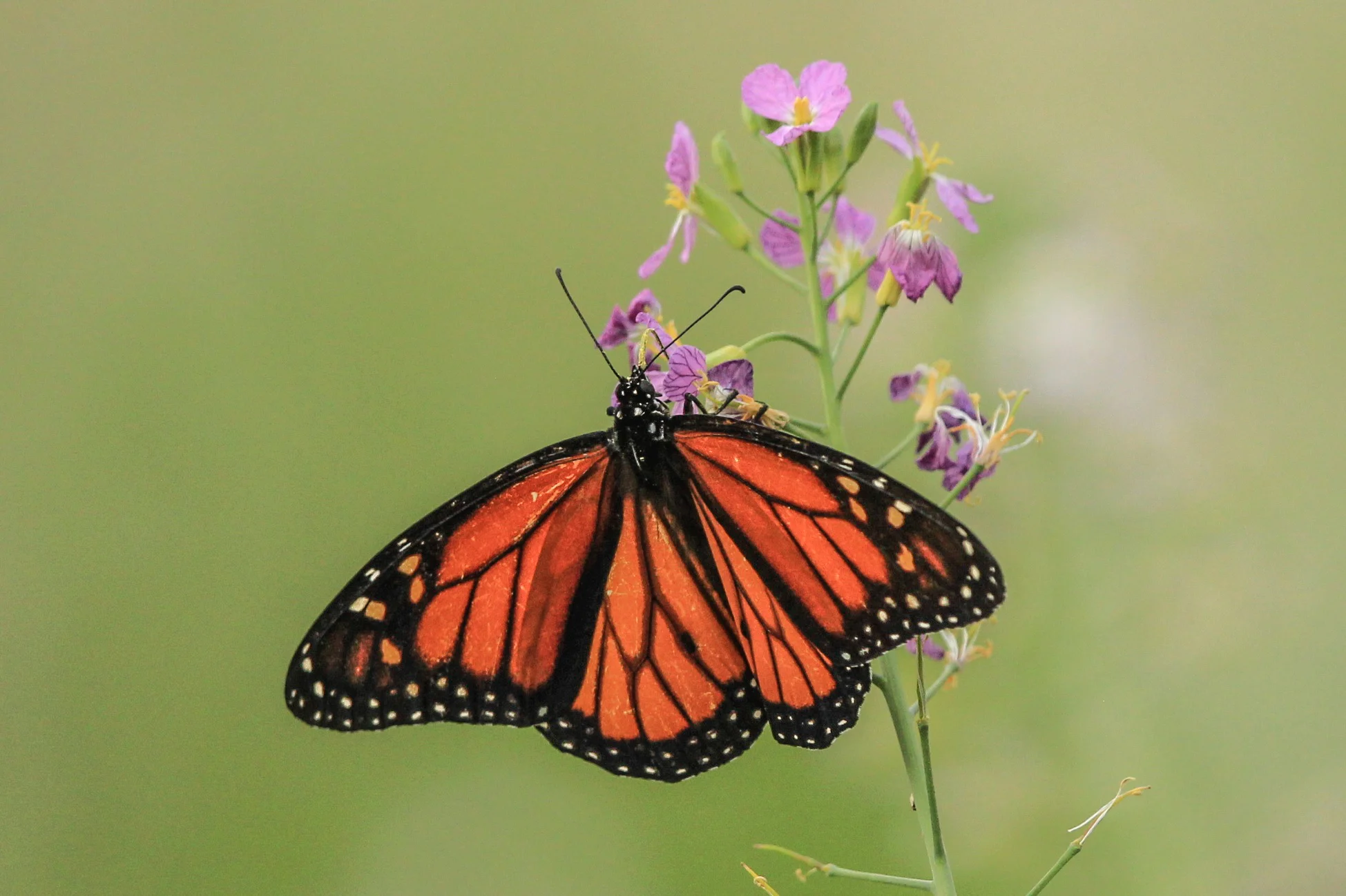 Monarch Butterfly, Bolsa Chica, Huntington Beach Ca. 