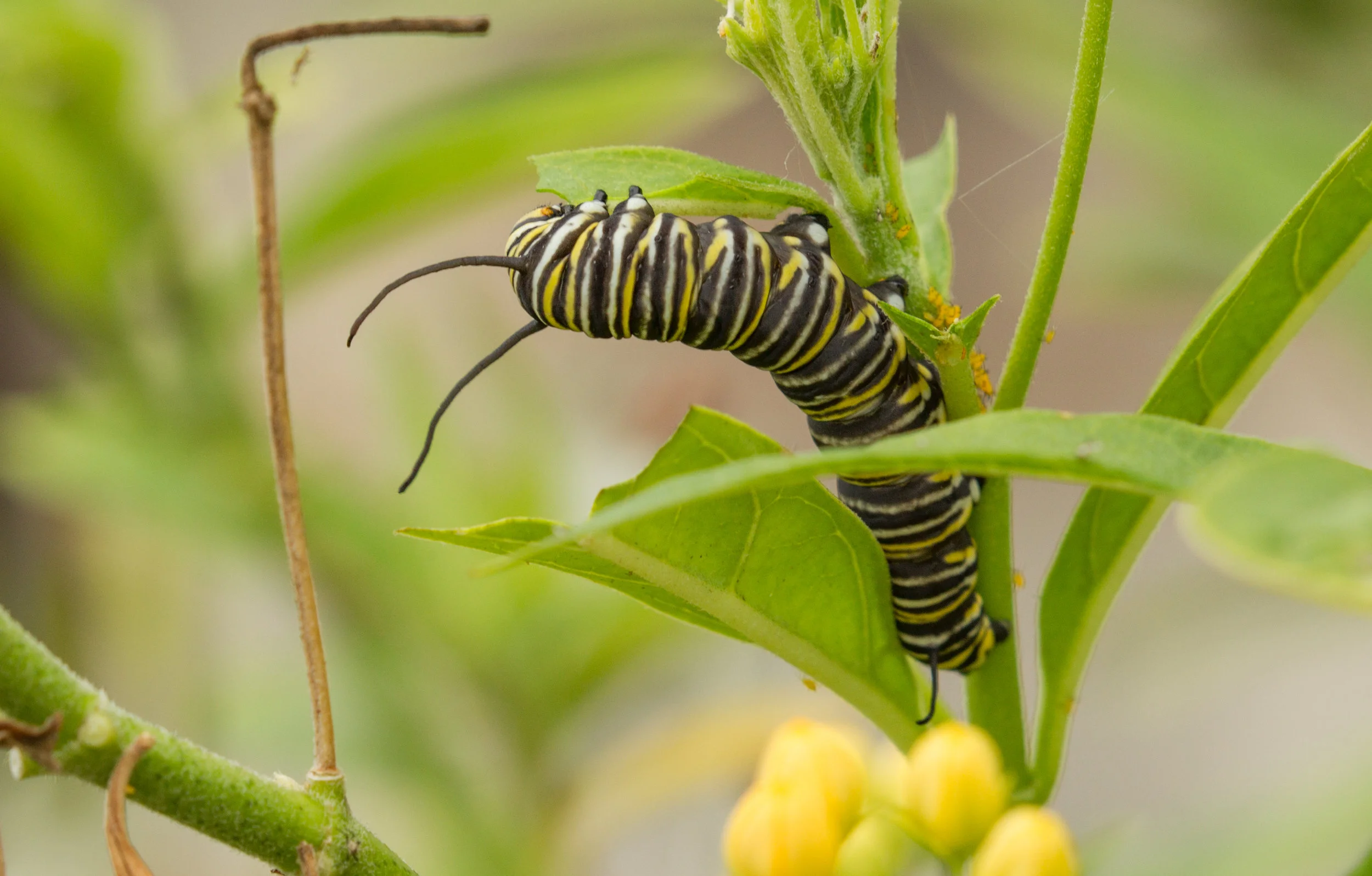  Monarch Catapillar, Balboa Isand, Newport Beach,Ca. 