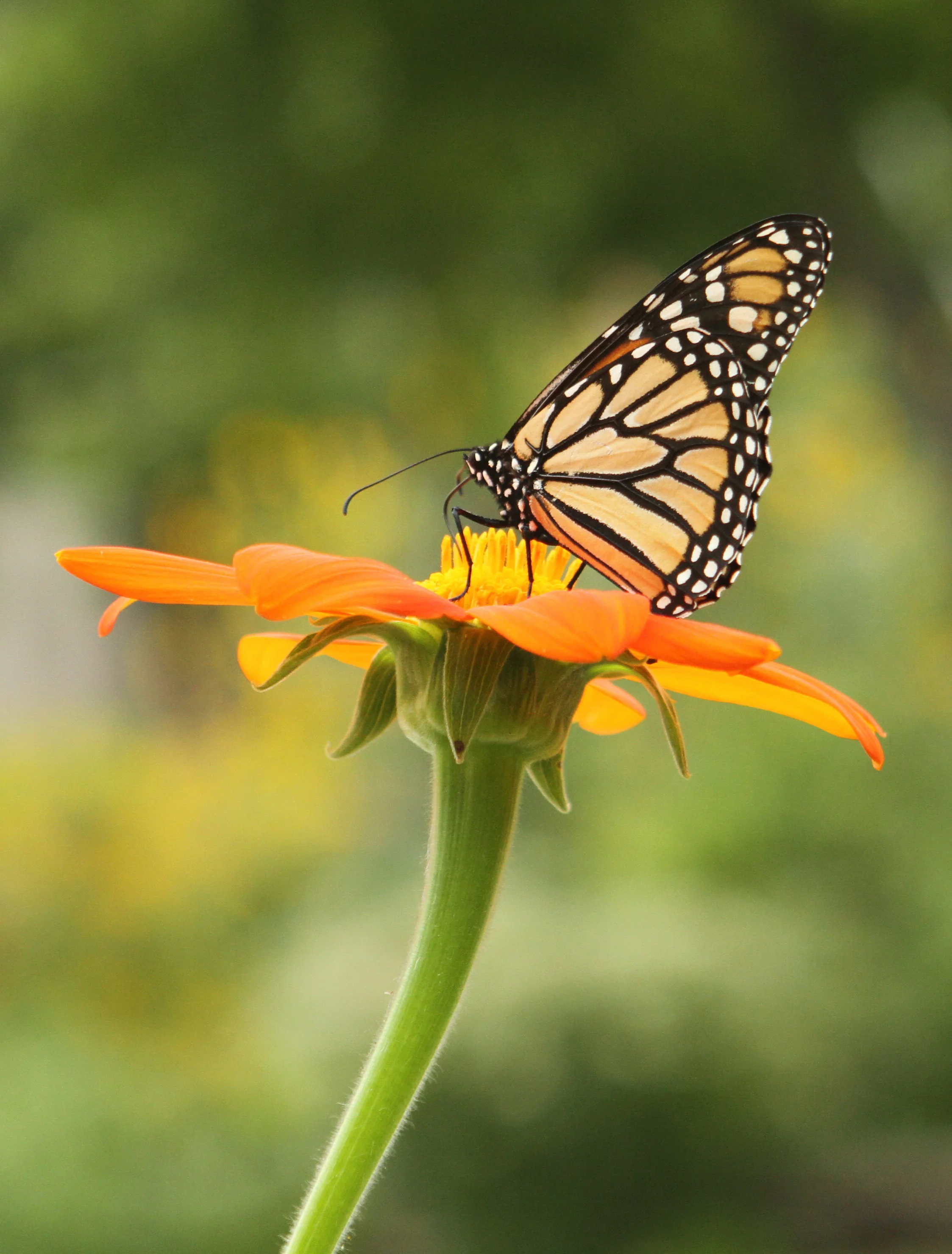  Monarch Butterfly 