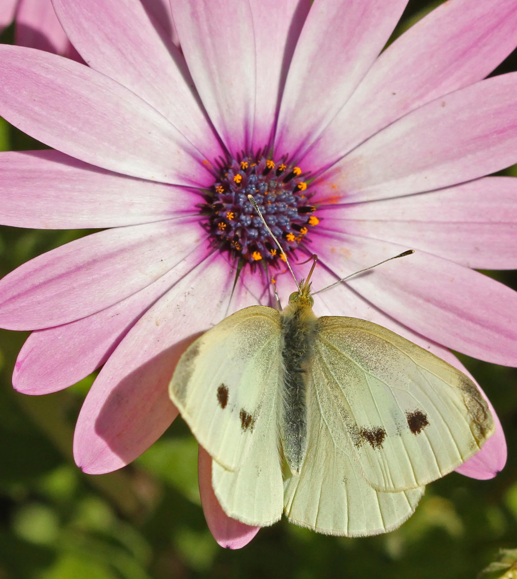  Cabbage White Butterfly 