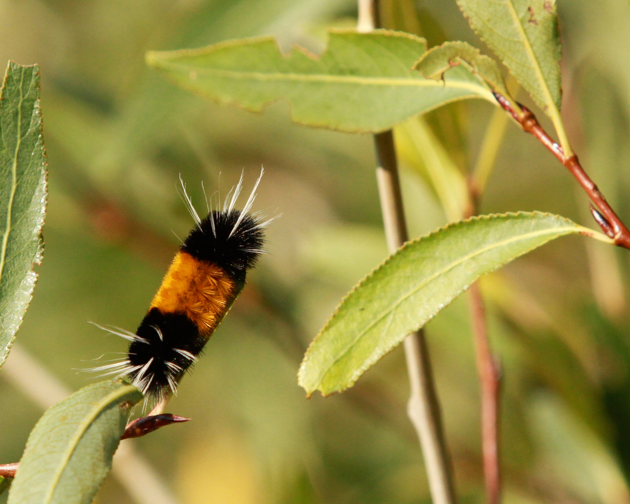 Woolly Bear Caterpillar ( Isabella Tiger Moth) 