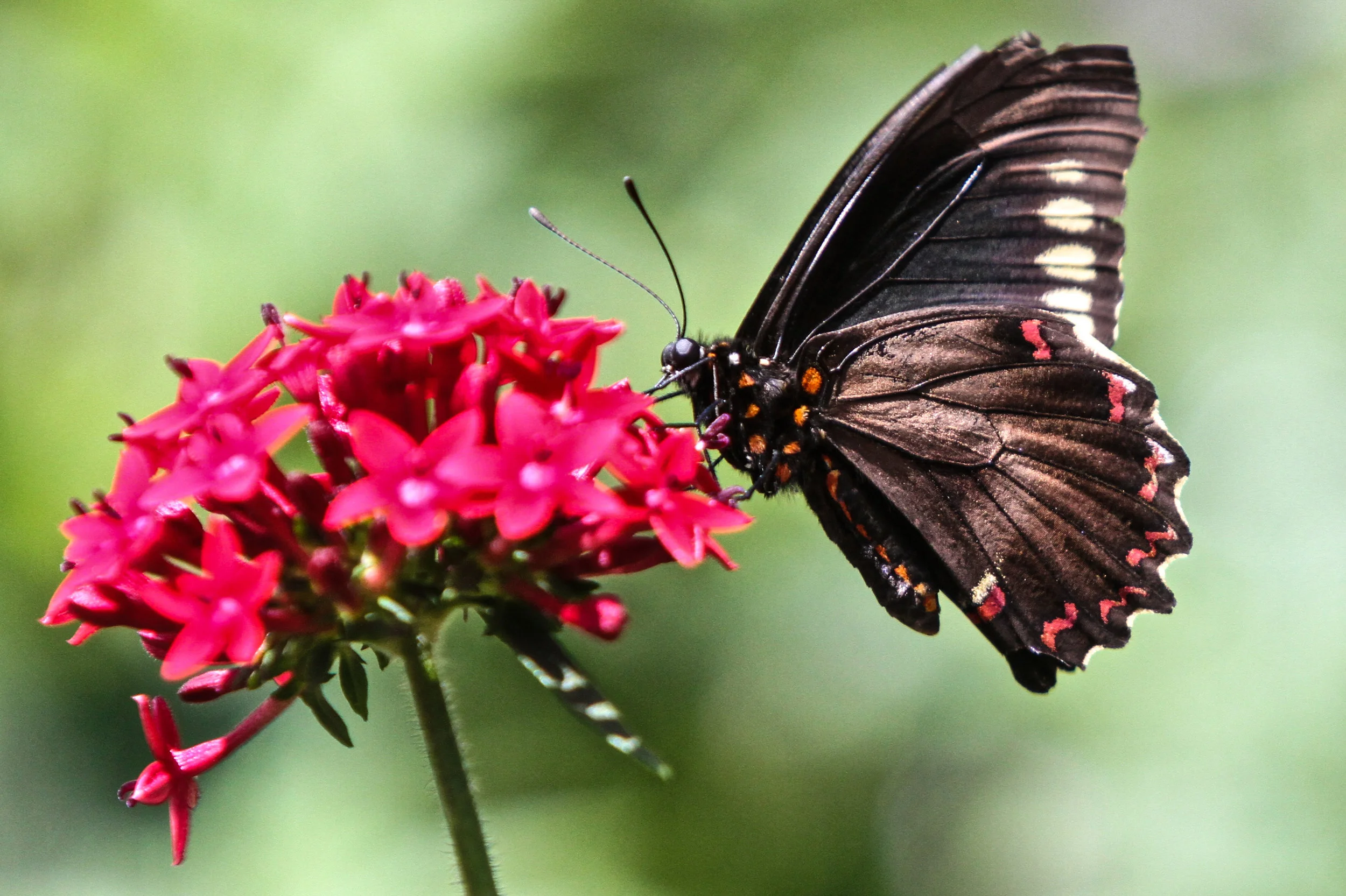  Polydamas Swallowtail Butterfly 