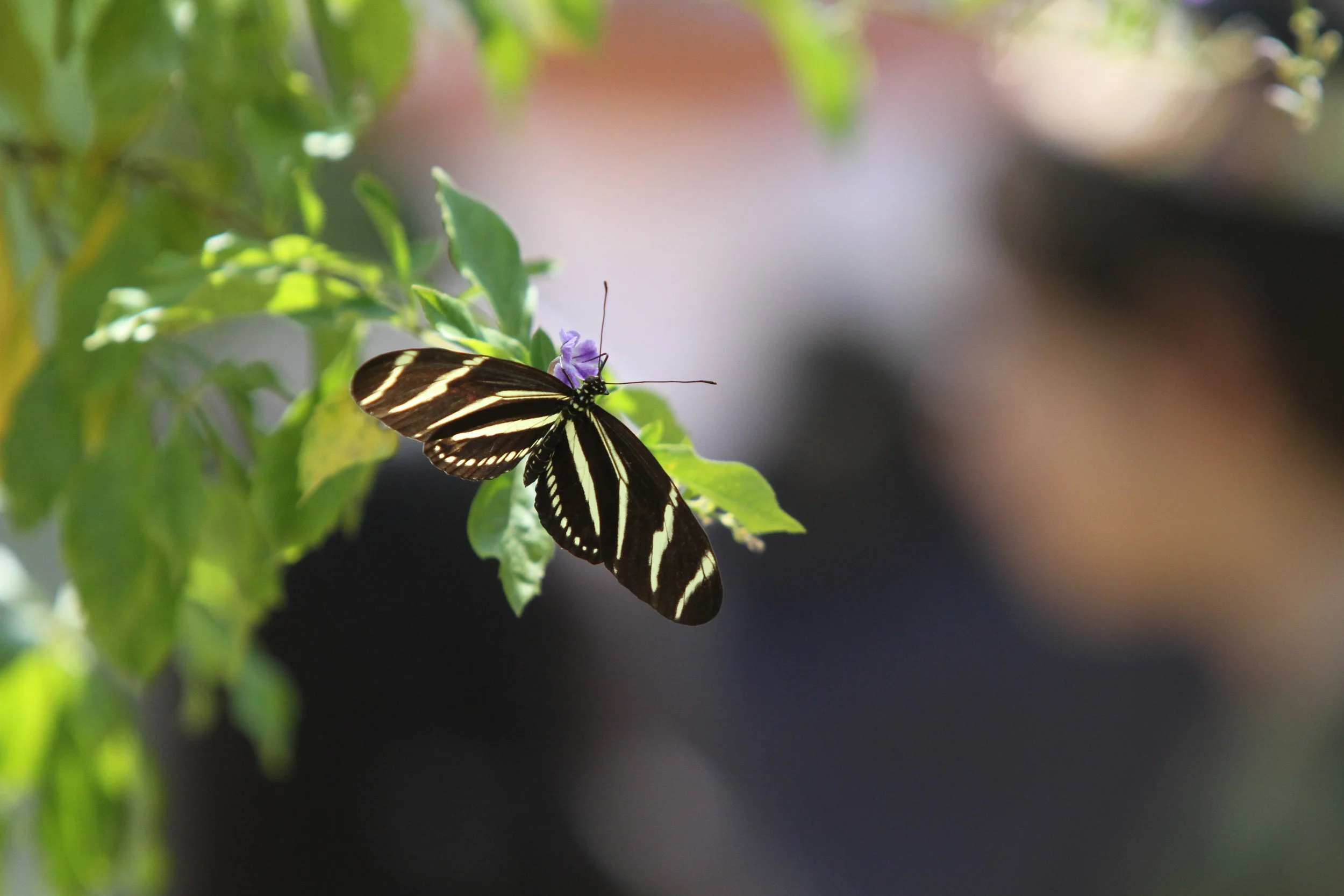  Zebra Longwing Butterfly 