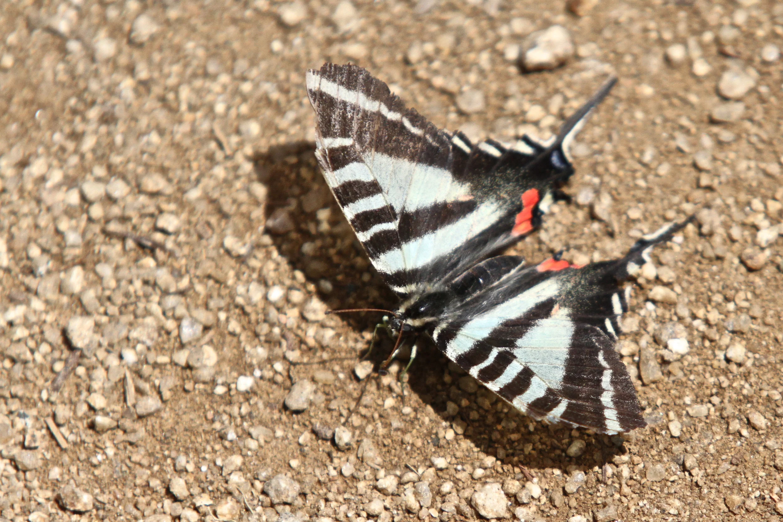  Zebra Swallowtail Butterfly 