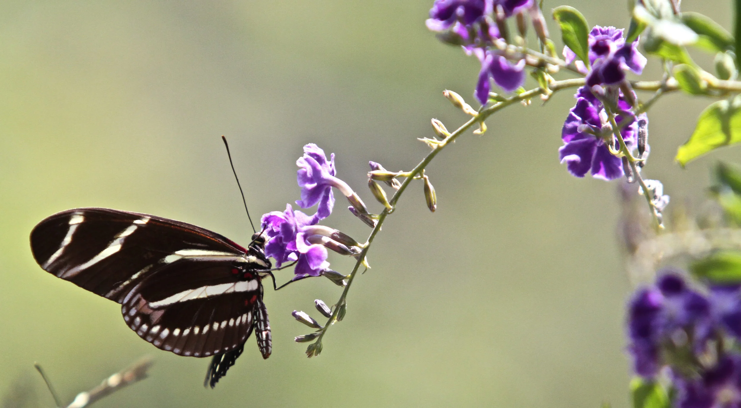  Zebra &nbsp;Longwing Butterfly 