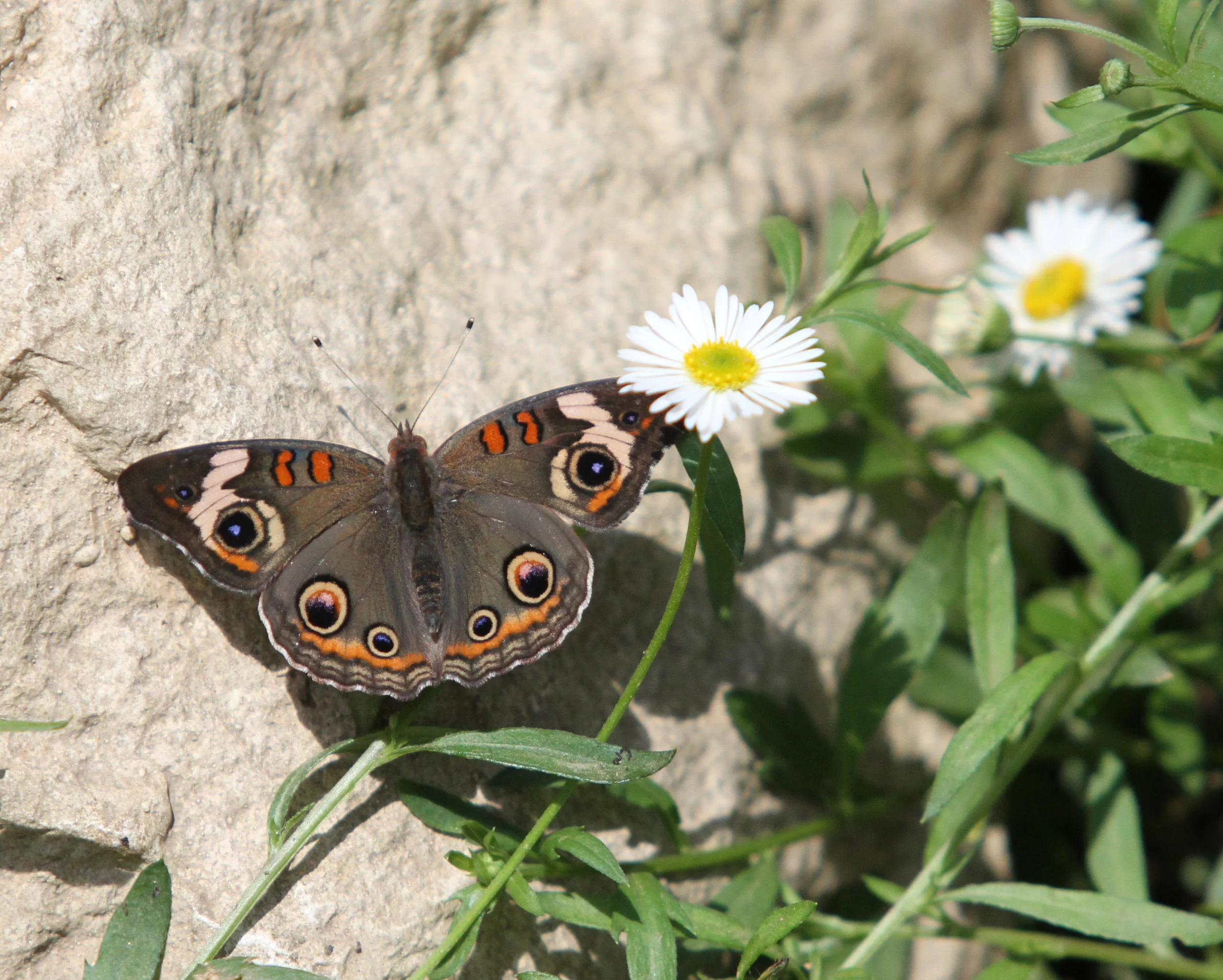  Common Buckeye Butterfly 