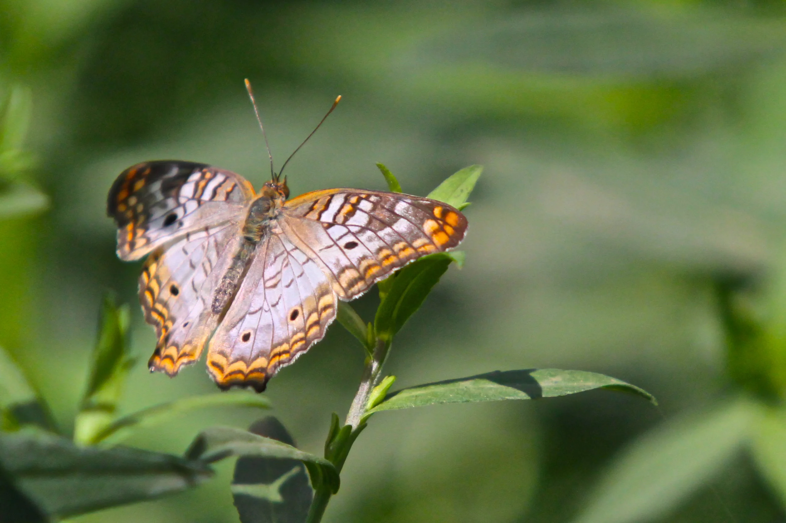  White Peacock Butterfly 