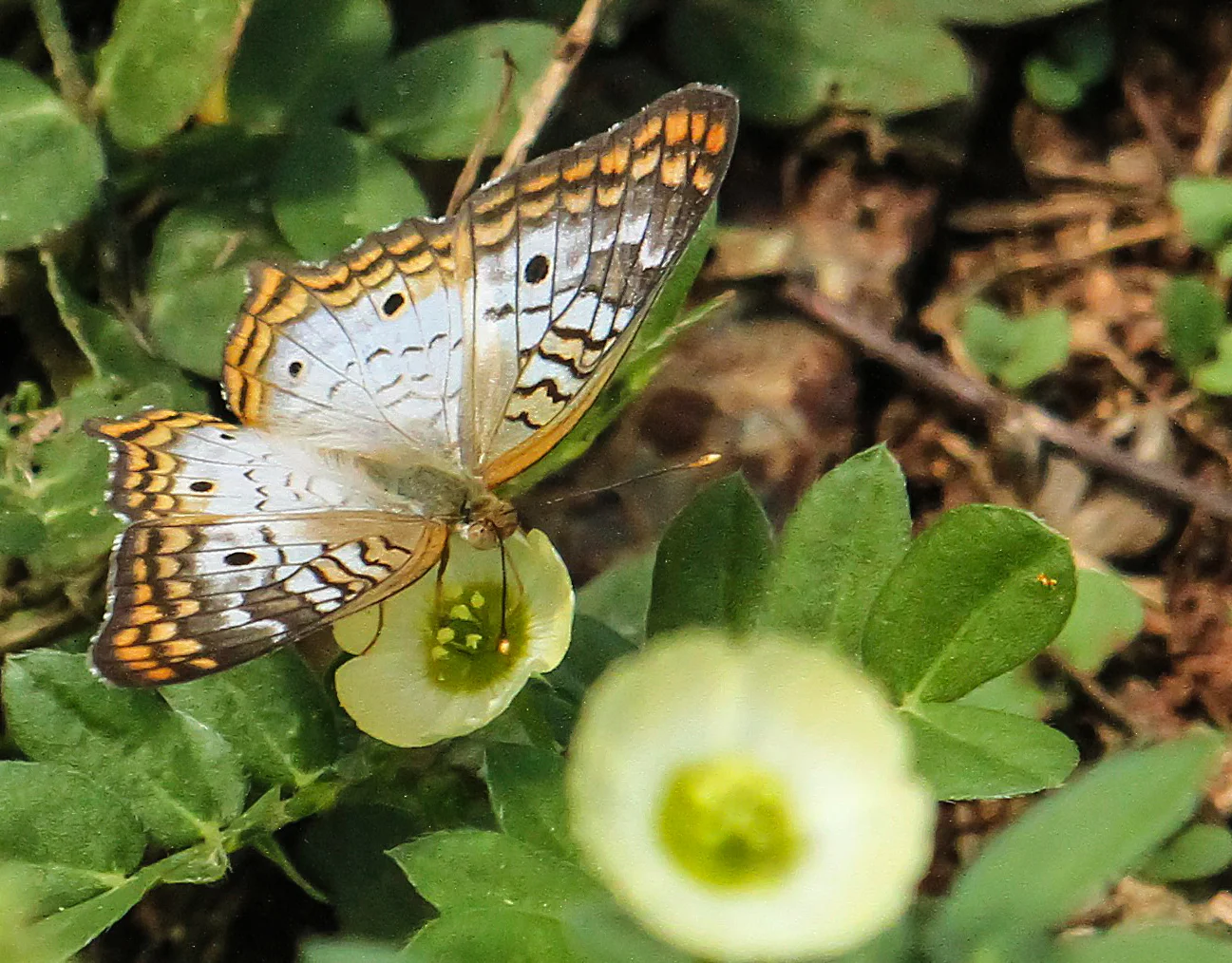  White Peacock Butterfly 