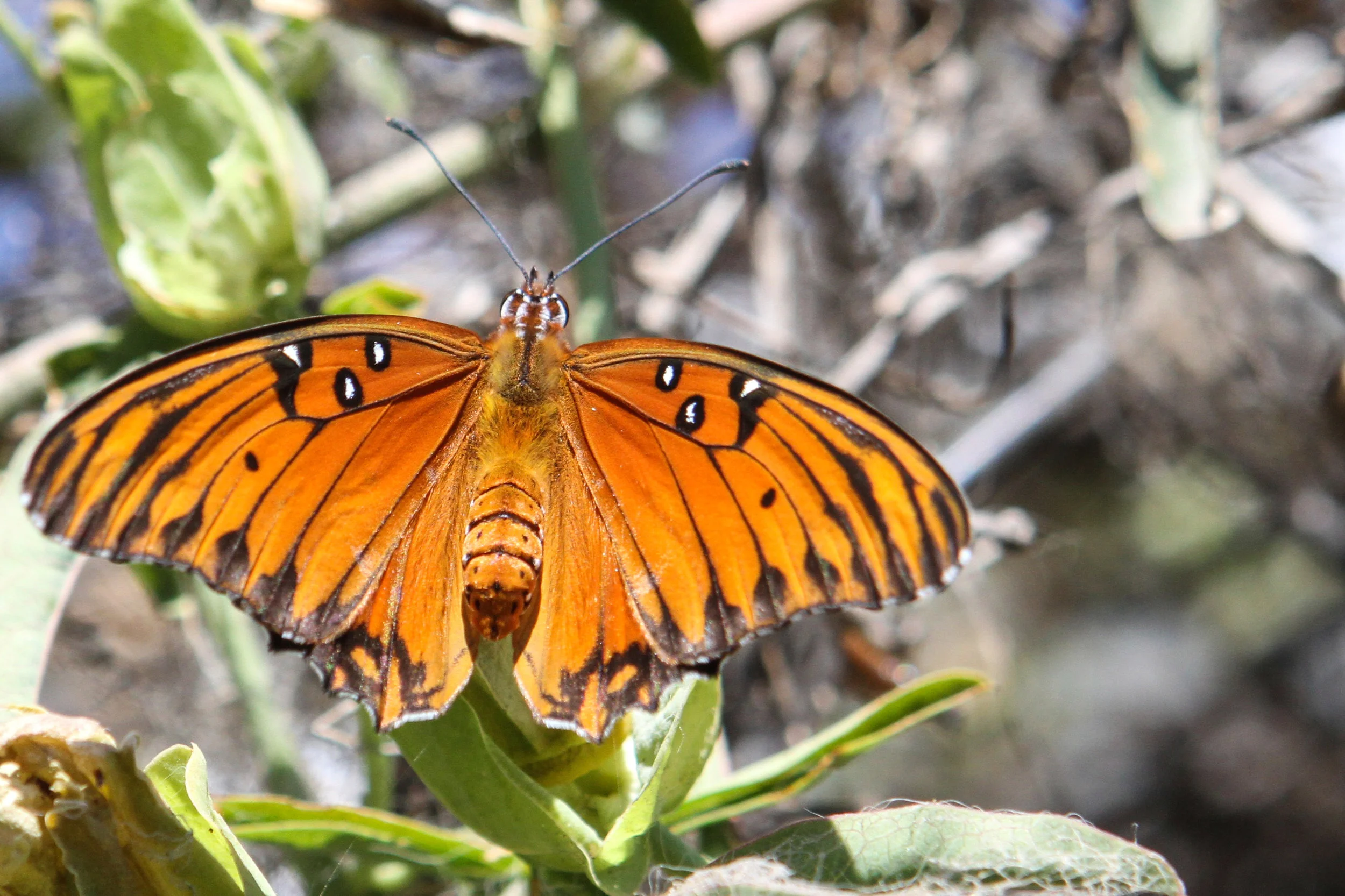  Gulf Fritillary Butterfly 