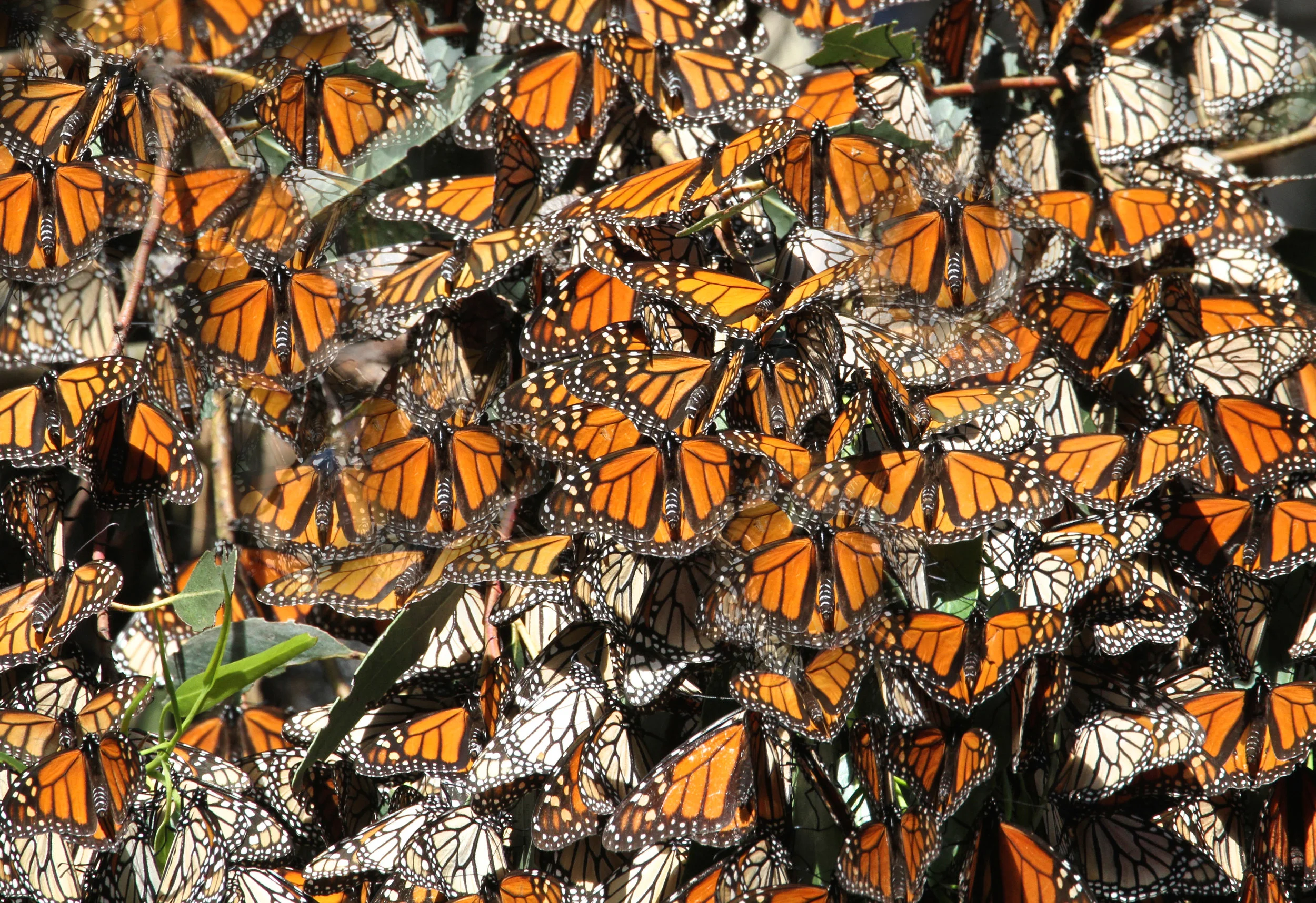  Monarch Butterfly, Pebble Beach, Ca. 