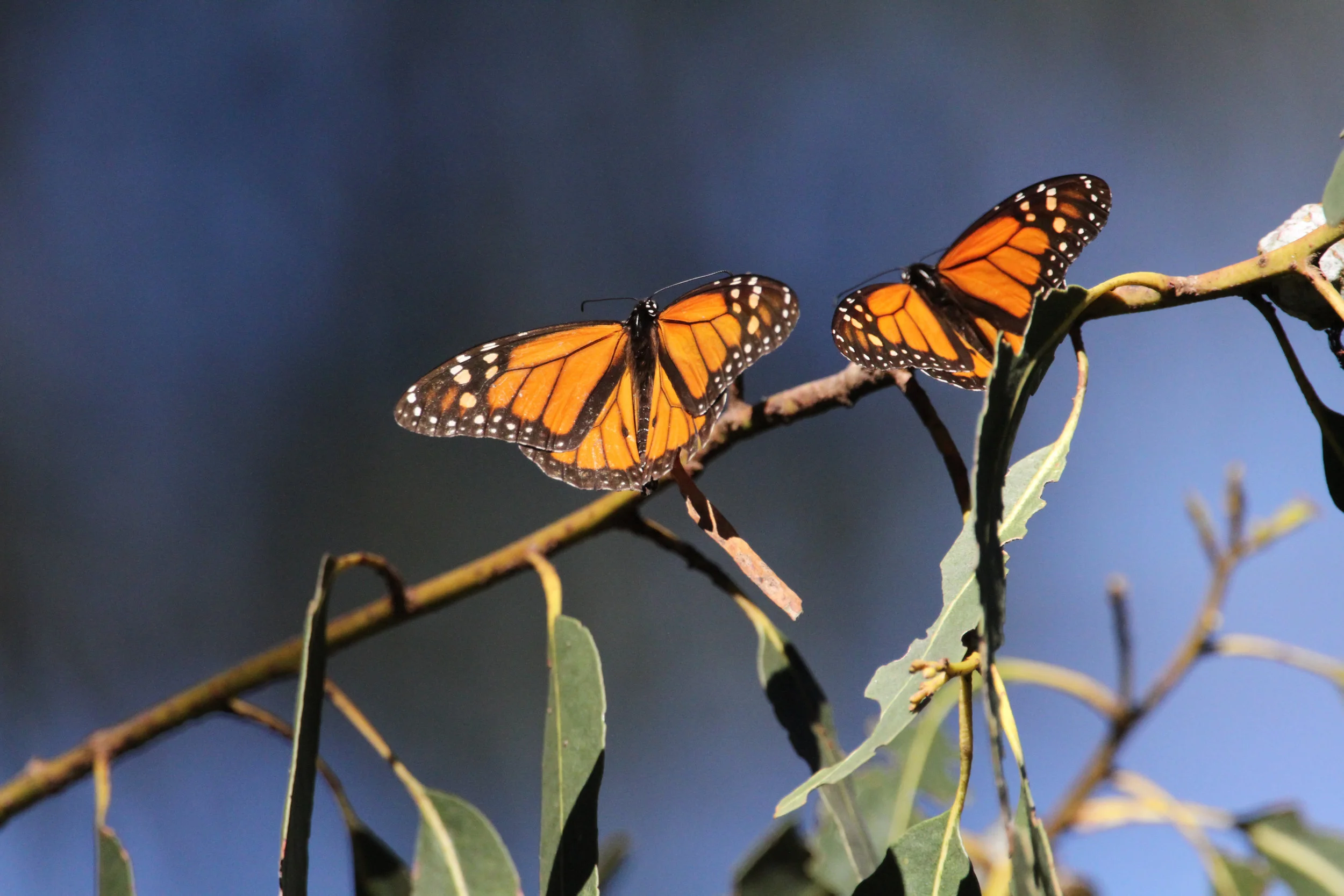  Monarch Butterfly, Pebble Beach, Ca. 