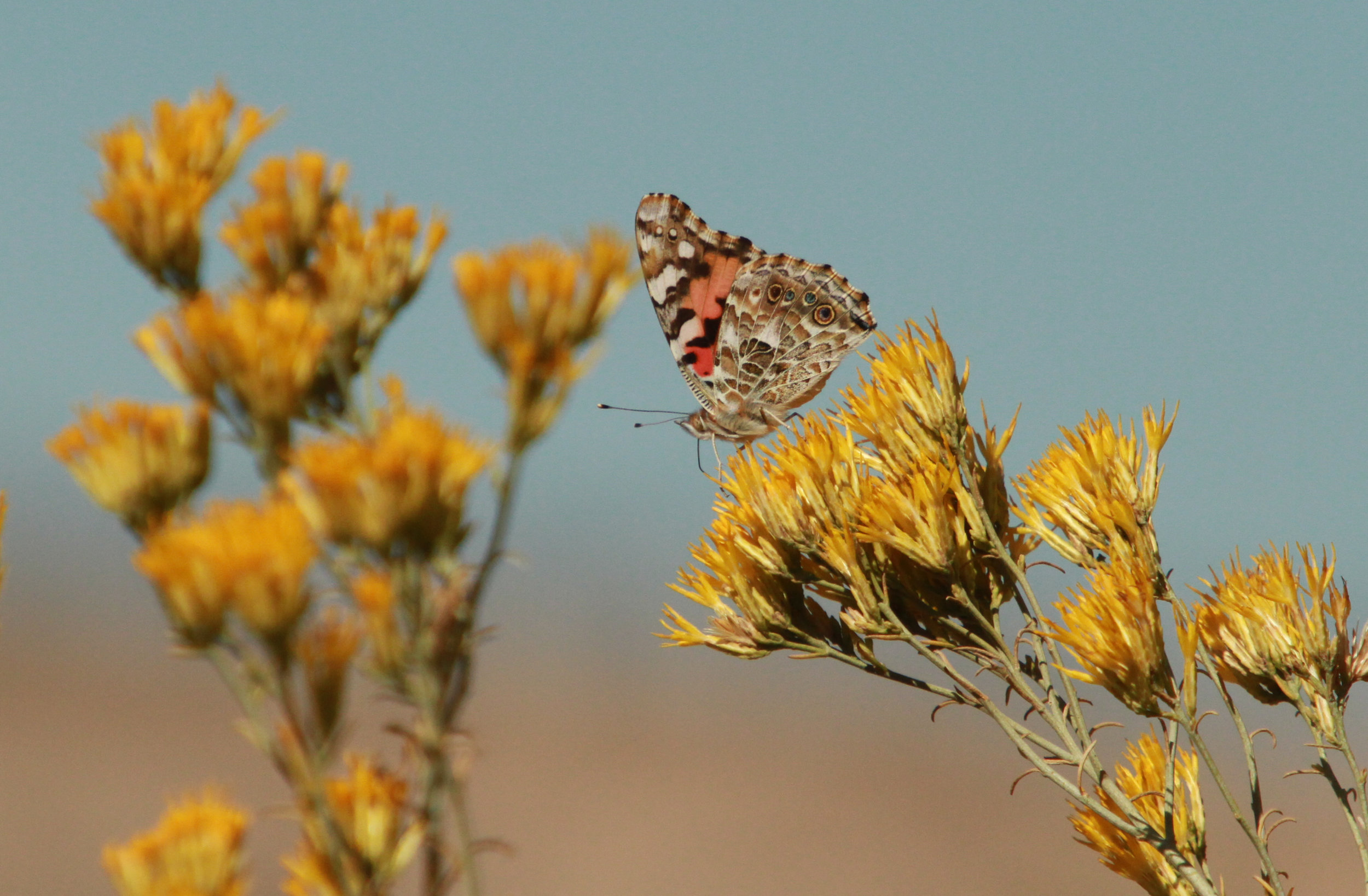  Painted Lady Butterfly, near Victorville, Ca. 