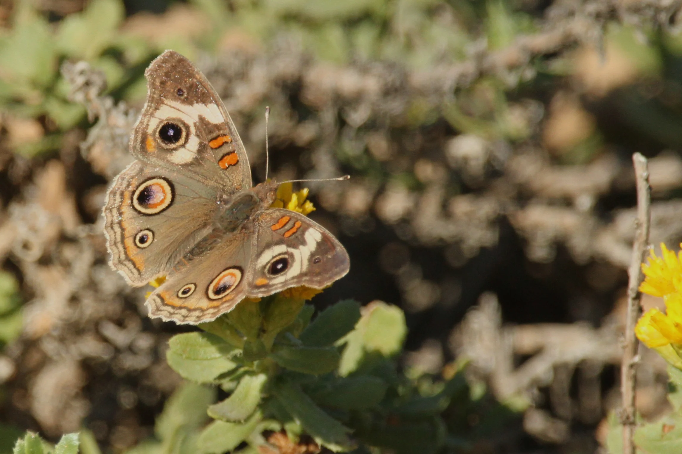  Common Buckeye Butterfly 
