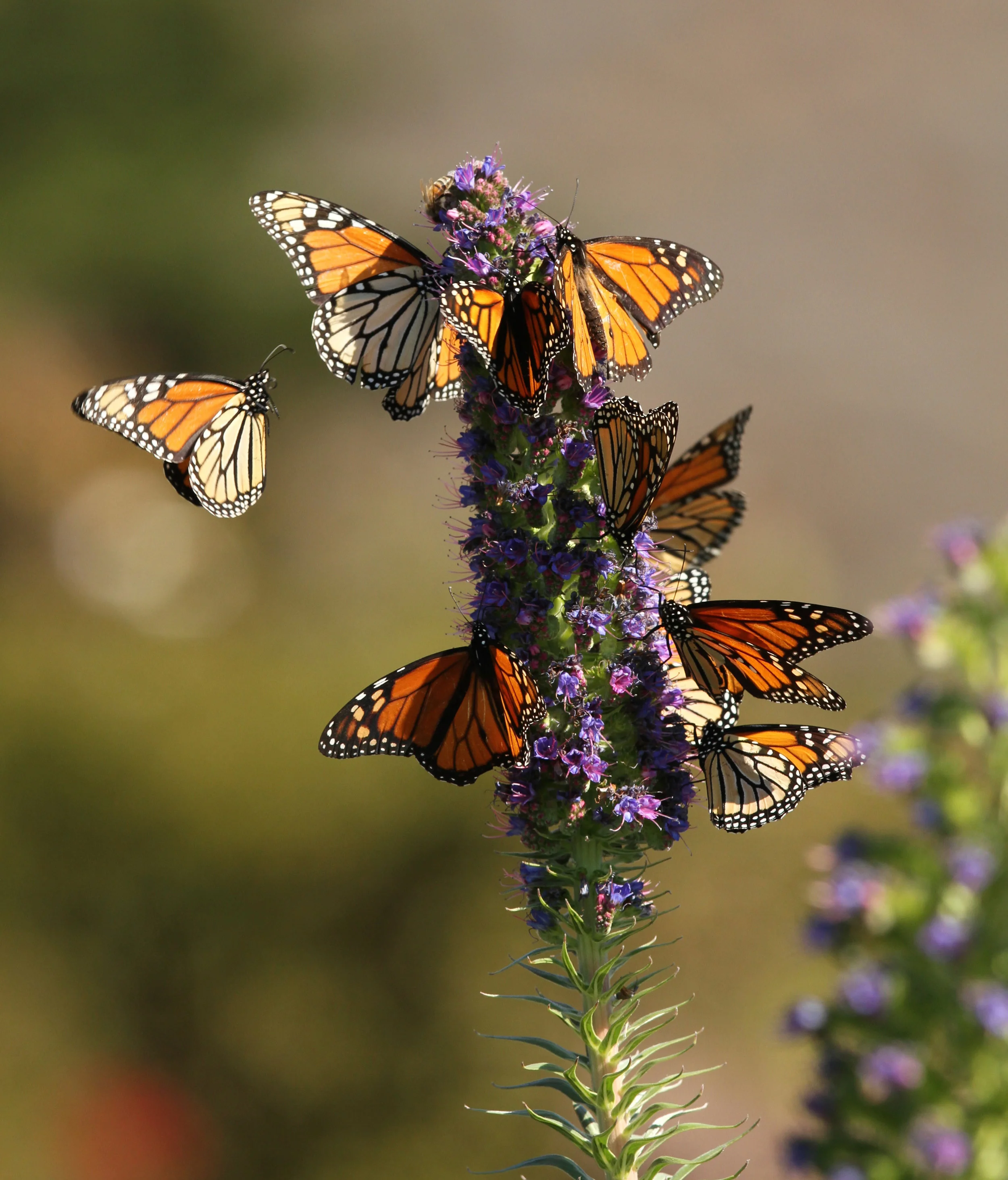  Monarch Butterfly, Ragged Point,&nbsp;Ca. 
