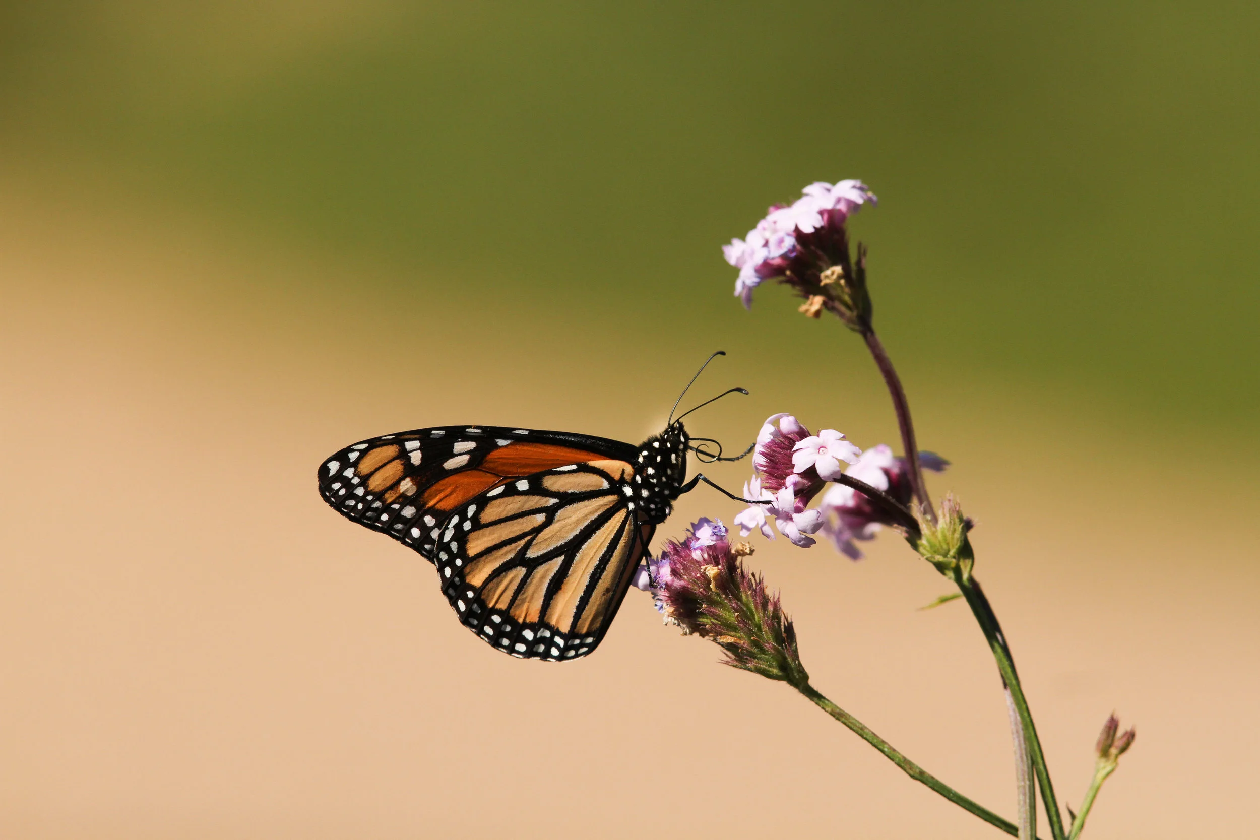  Monarch Butterfly 