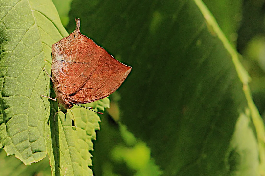  Goatweed Leafwing, Panama 