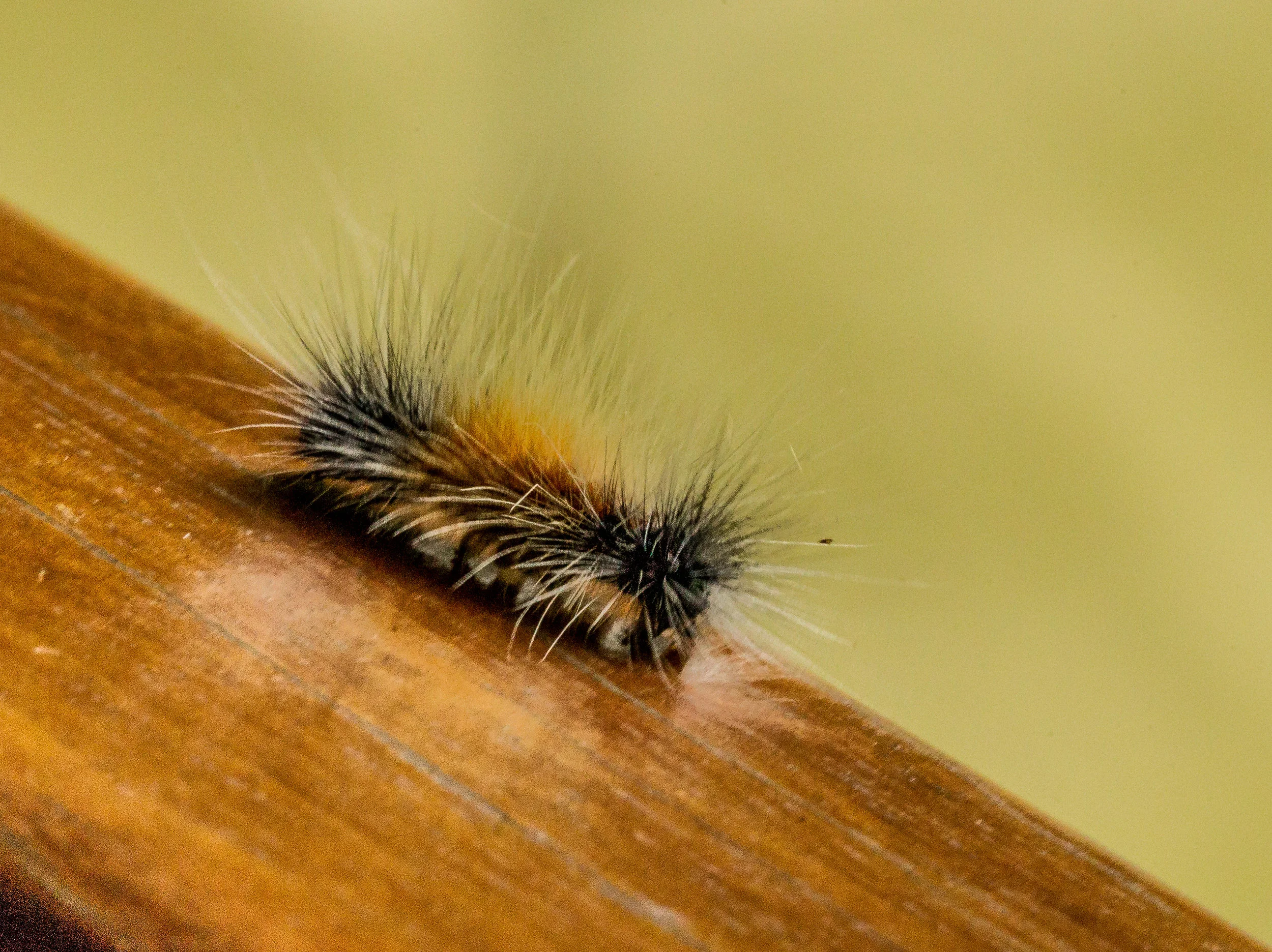  Caterpillar in Ecuador. 