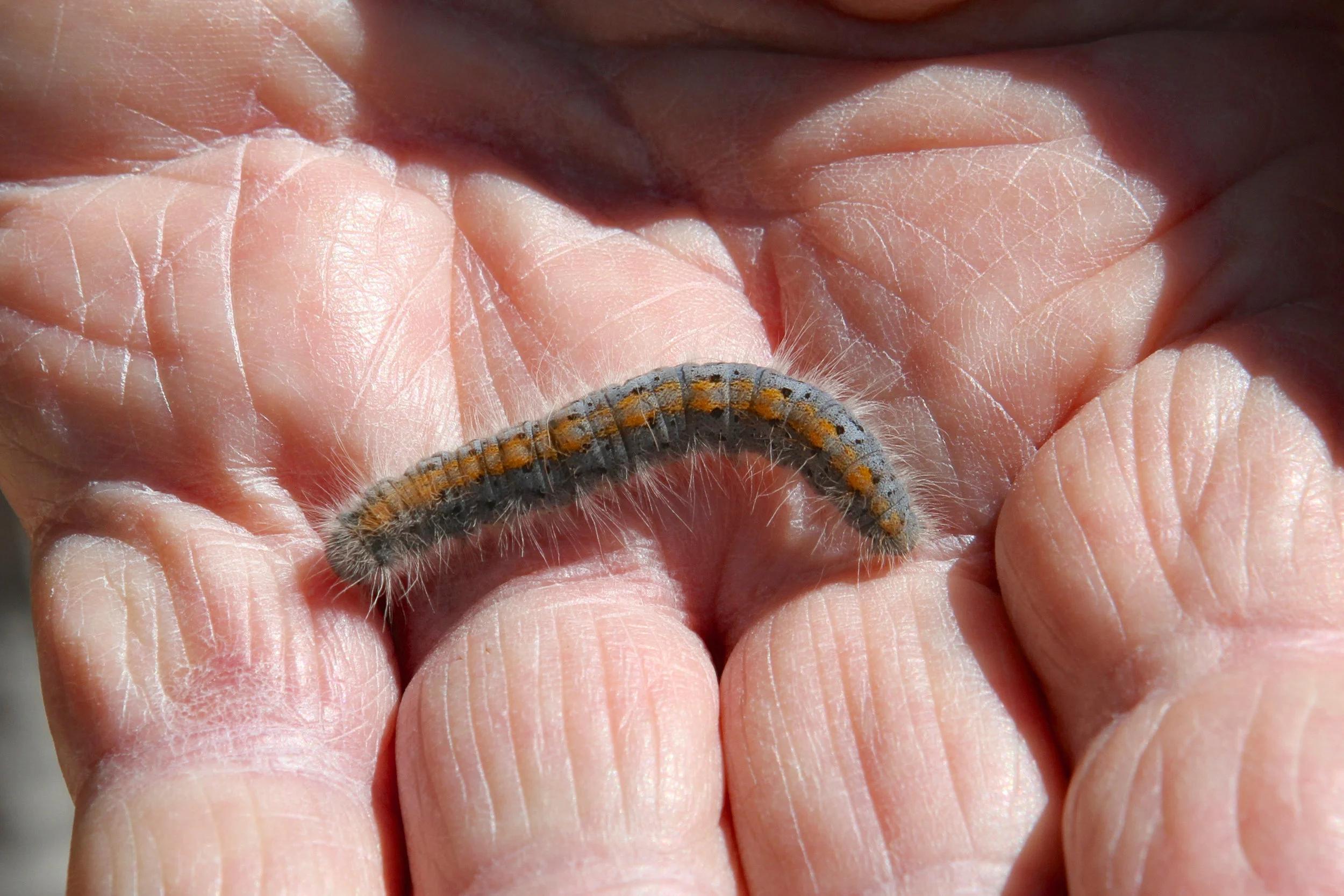  Zion,Utah. Catapiller in Alan's helping hand. 