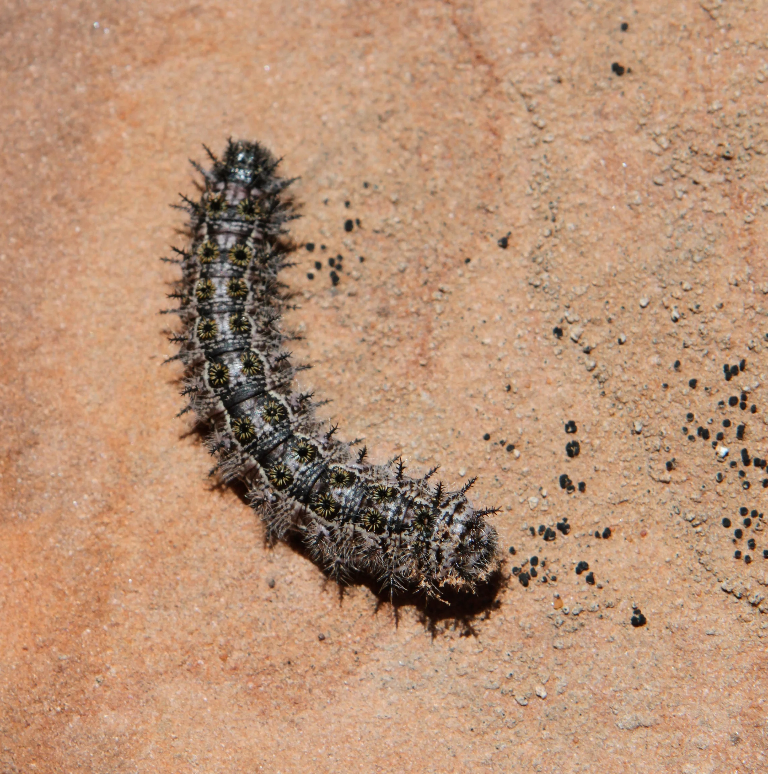  Caterpillar in Utah. 