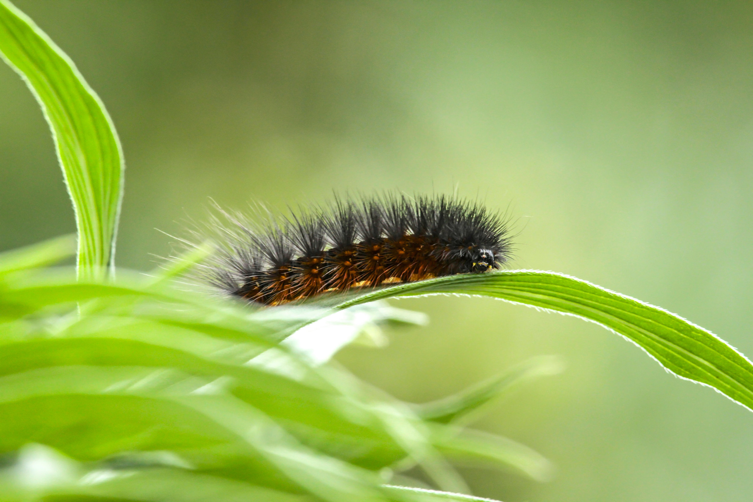  Caterpillar in Central Park, Huntington Beach, Ca. 