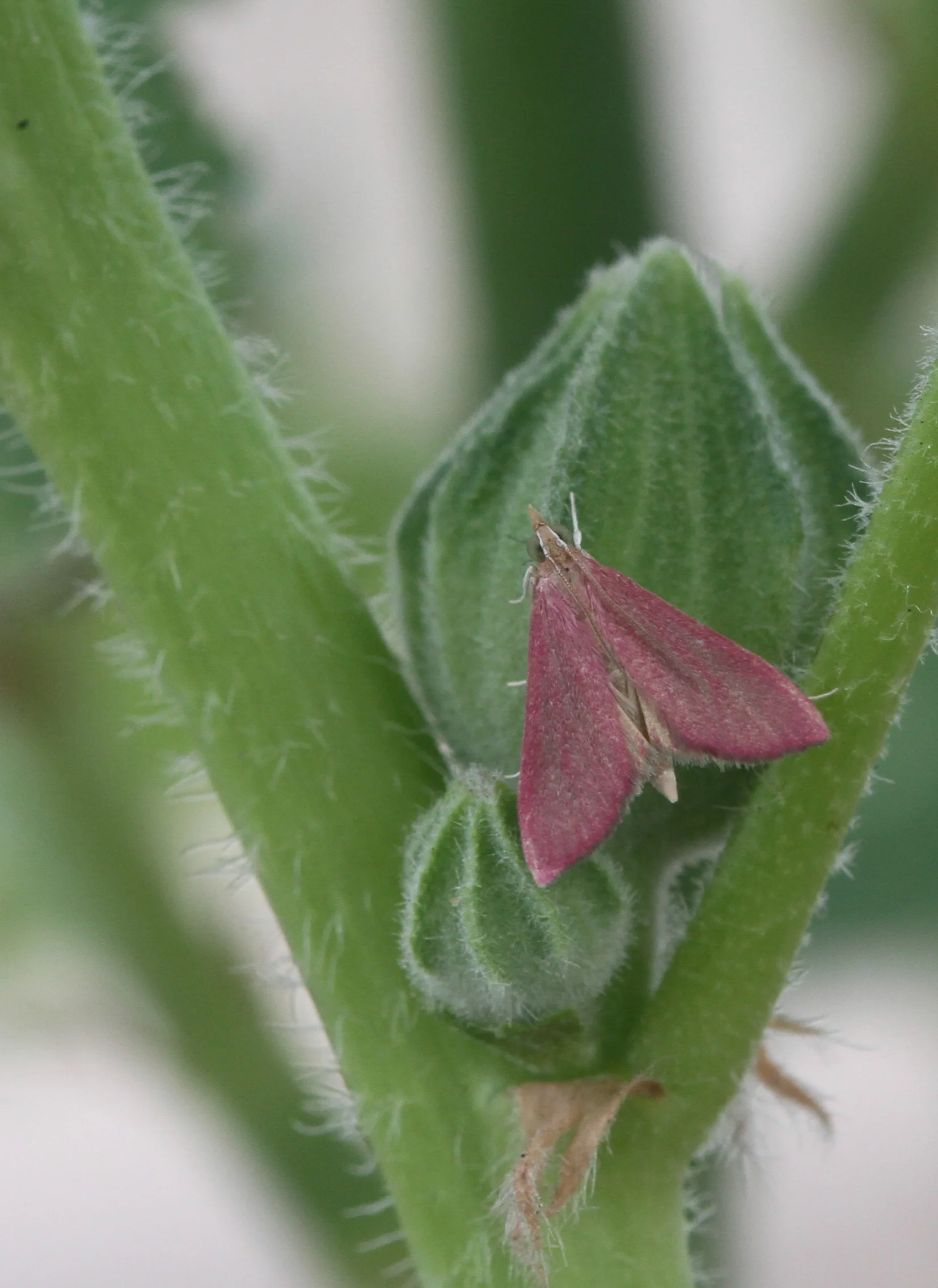  A super tiny moth, hardly could see it. Balboa Island, Newport Beach, Ca. 