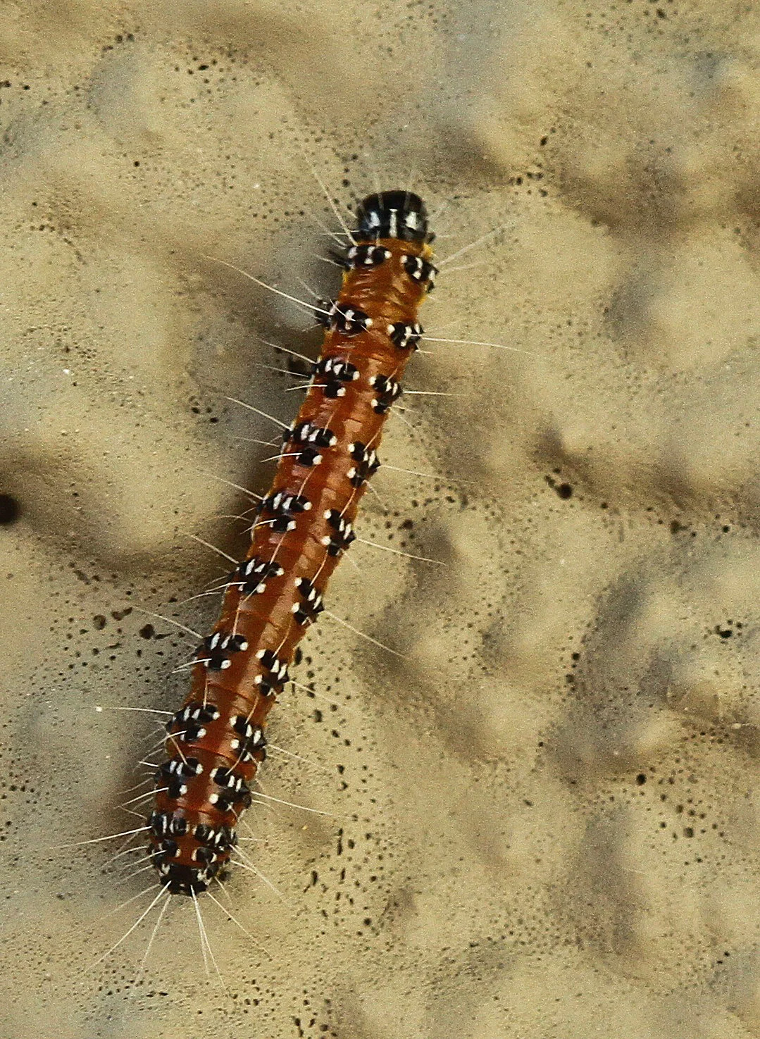  Found this caterpillar crawling on my house,&nbsp;Huntington Beach,&nbsp;Ca. 