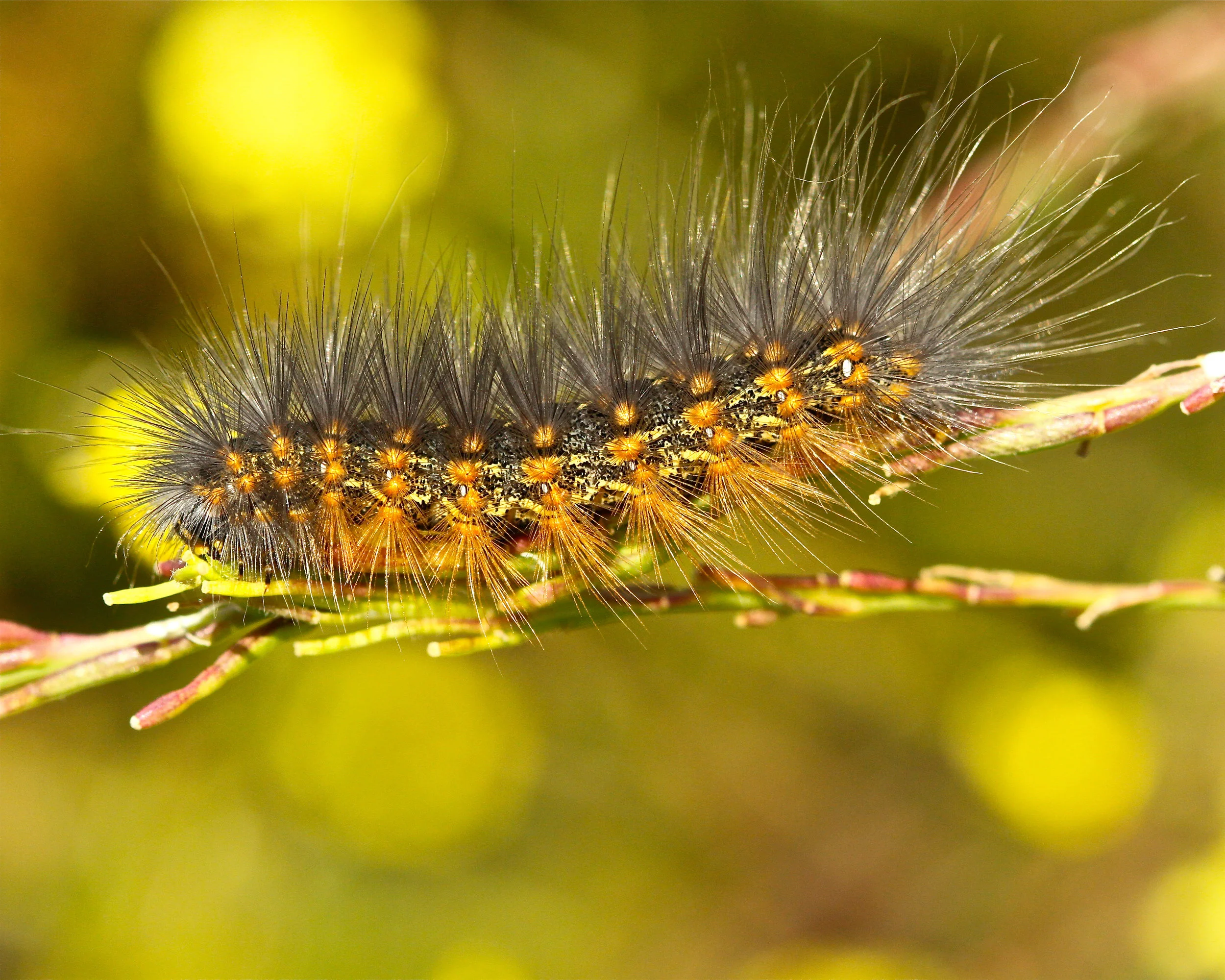  Catapiller in Bolsa Chica, Huntington Beach, Ca. 