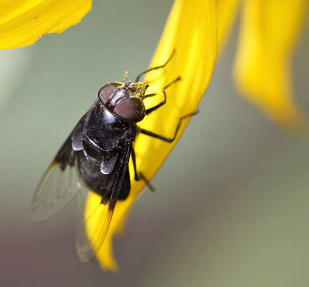  Horse Fly 