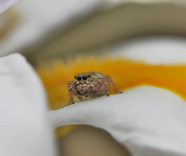  Jumping spider. I can see four eyes, can you see any more? 