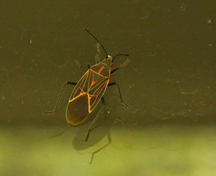  Family of the Milkweed Bug. 