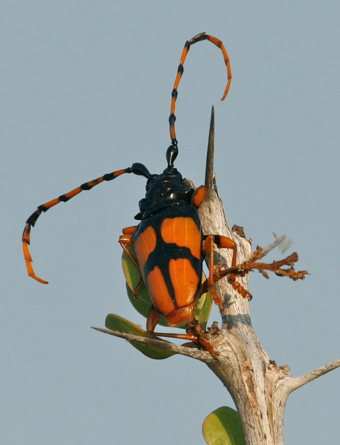  Long-horned Beetle, Mexico    