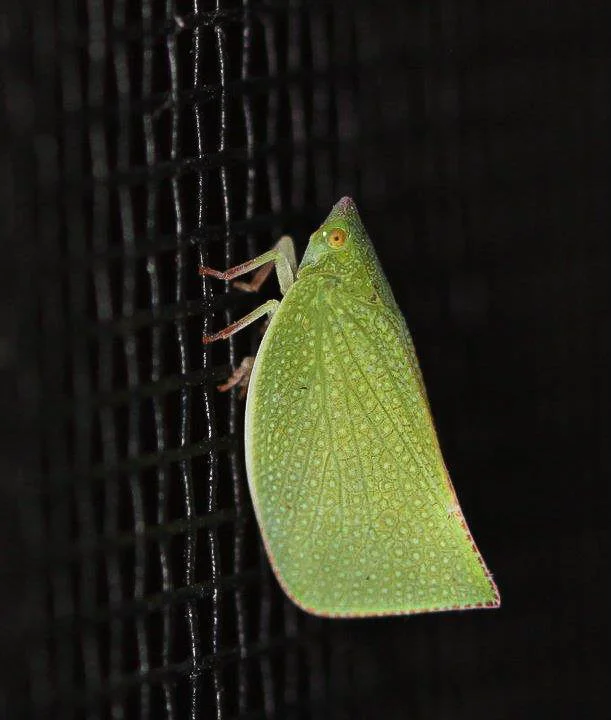  Planthopper, found on my screen door. 