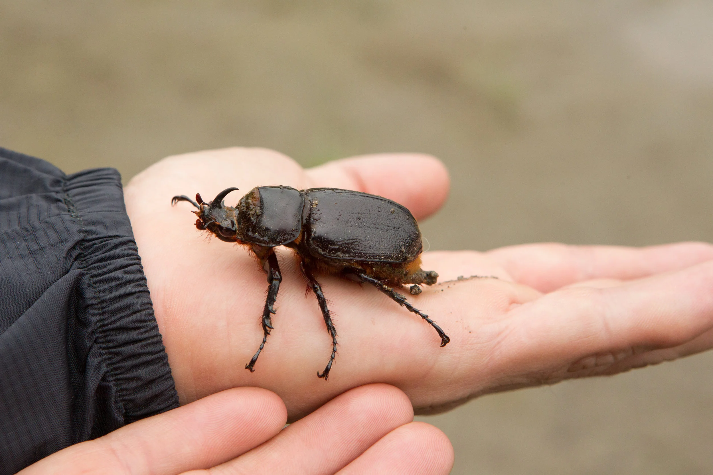  Rhinoceros Beetle, Ecuador&nbsp; 