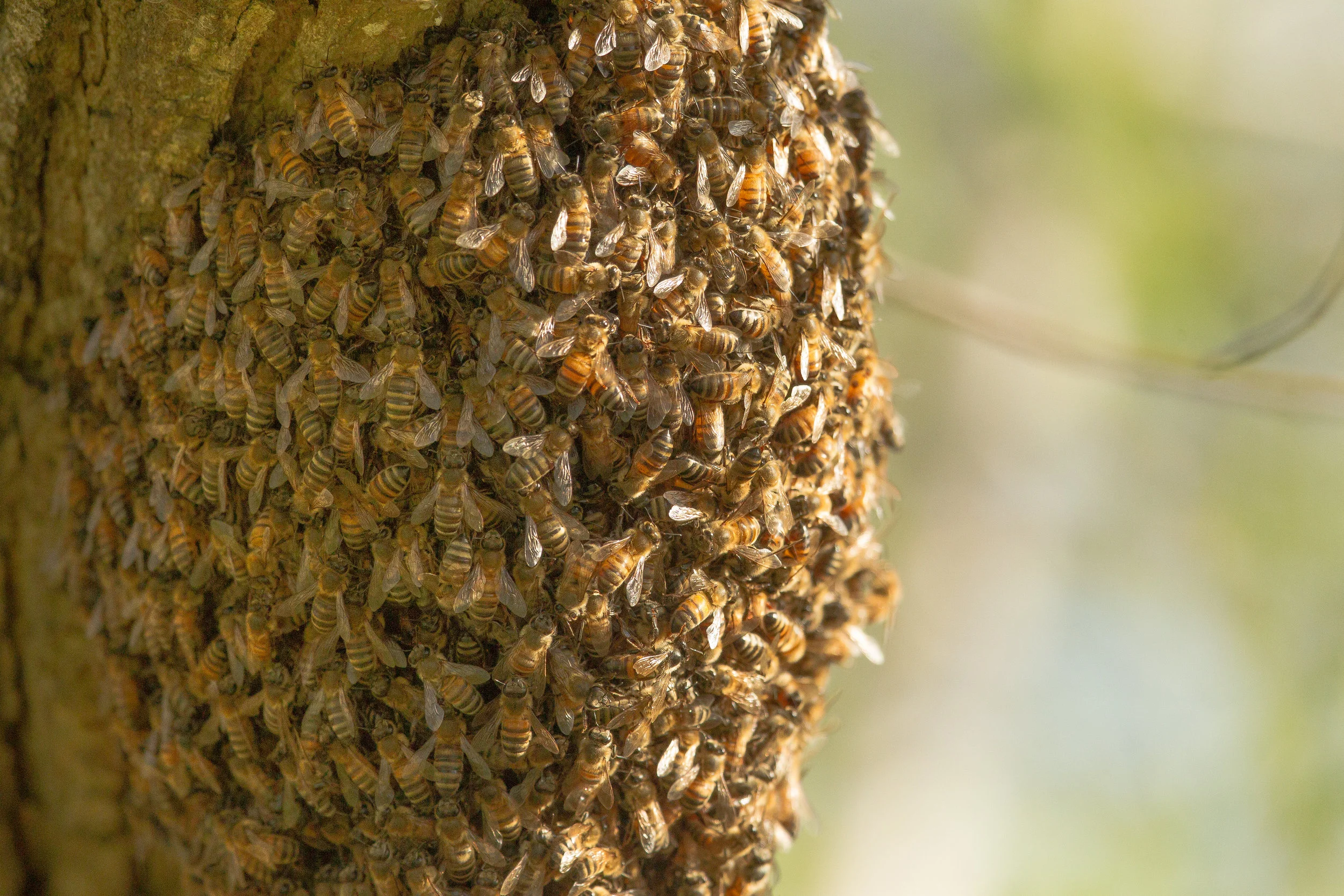  A Swarm of bees, on a tree trunk in Central Park, Huntington Beach. 